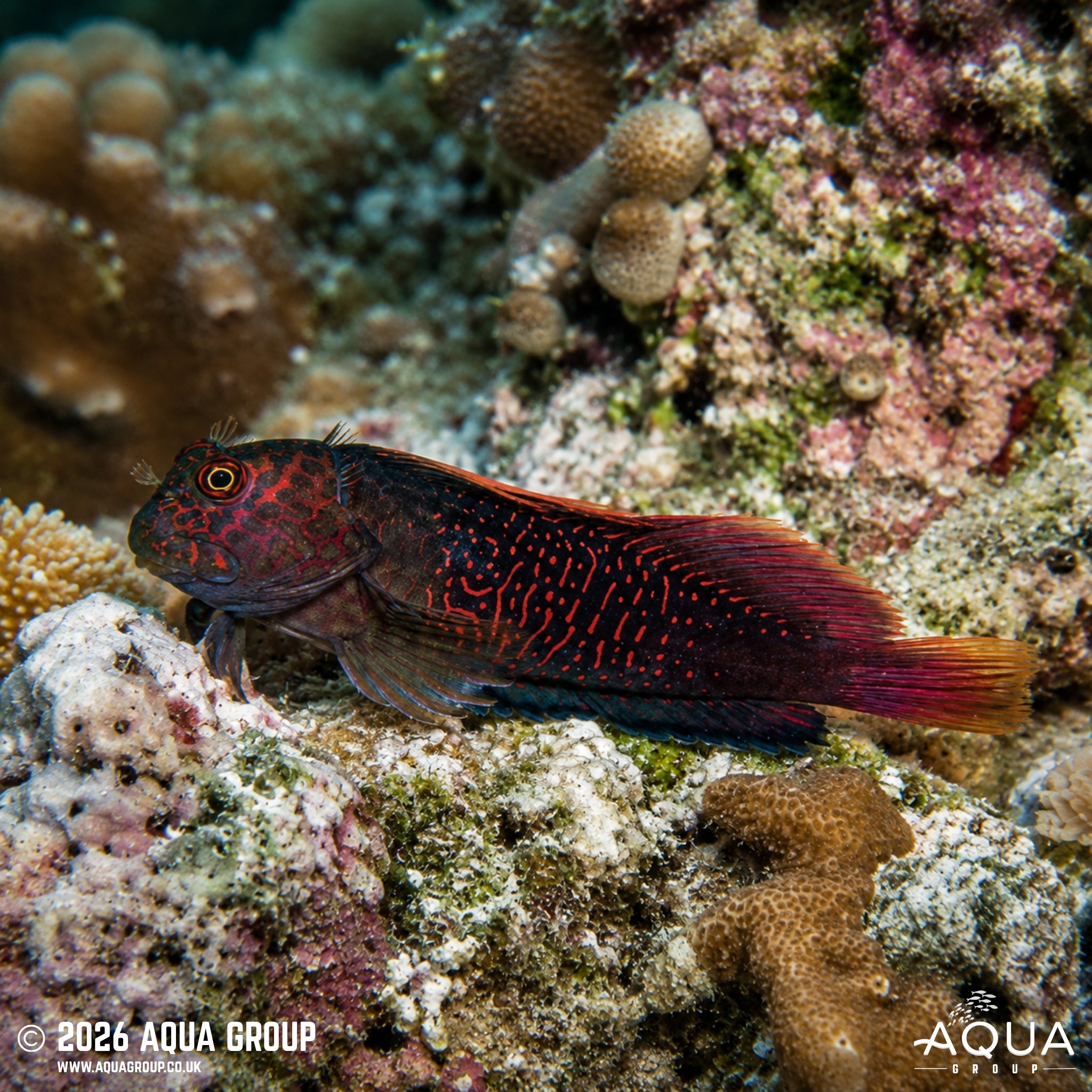 Red Streaked Eyelash Blenny - Cirripectes stigmaticus