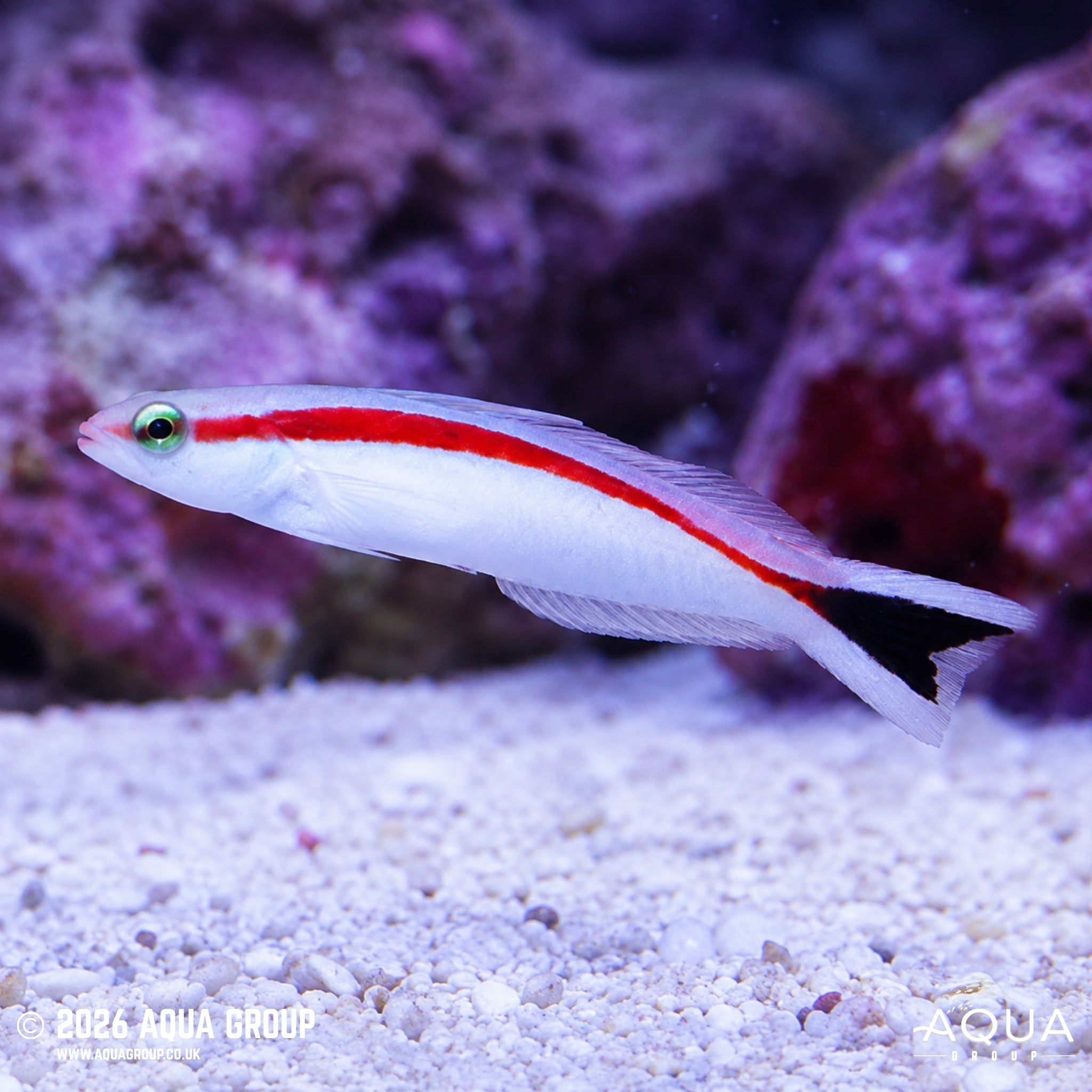 Red Stripe Tilefish - Hoplolatilus marcosi