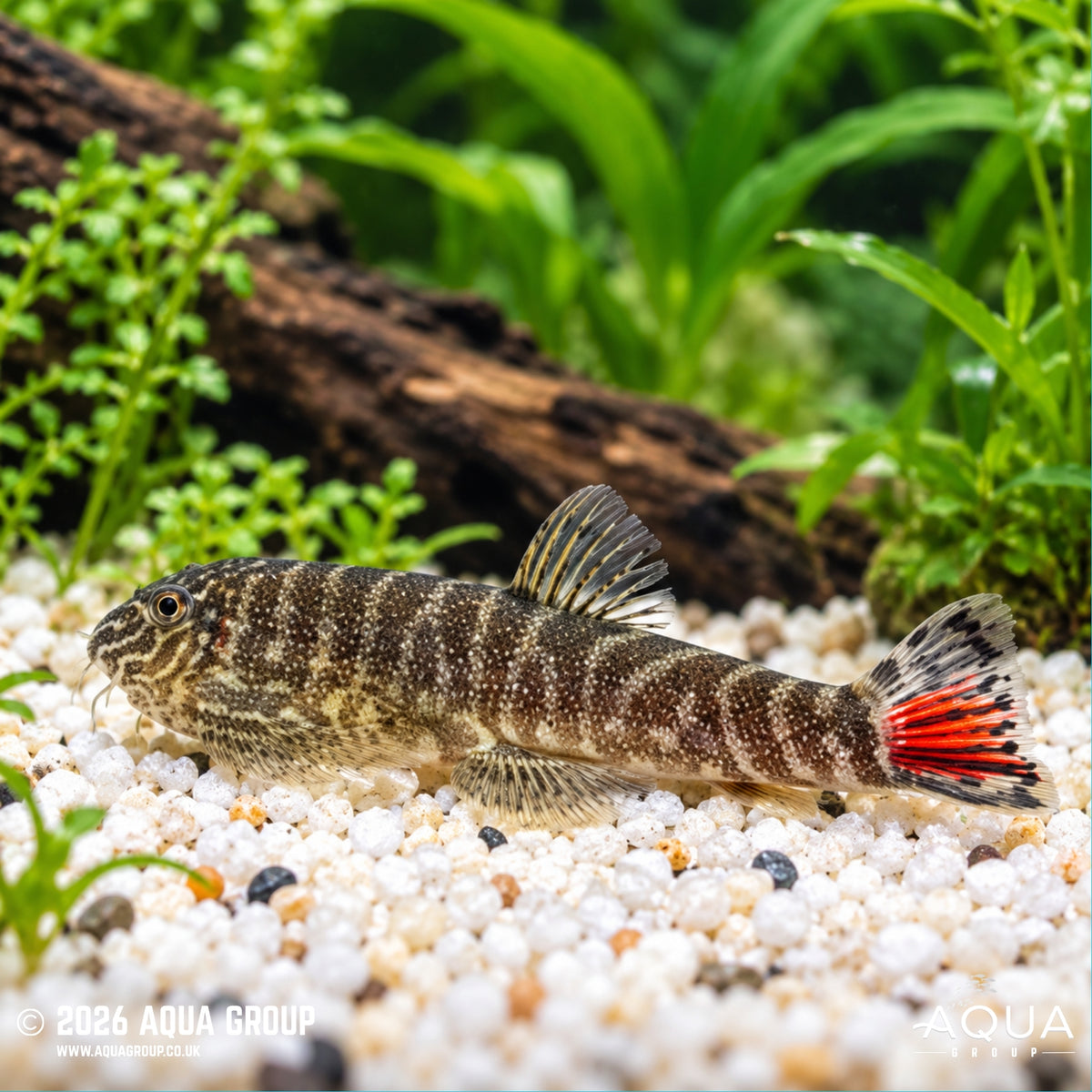 Red Tail Borneo Sucker - Gastromyzon sahiratus