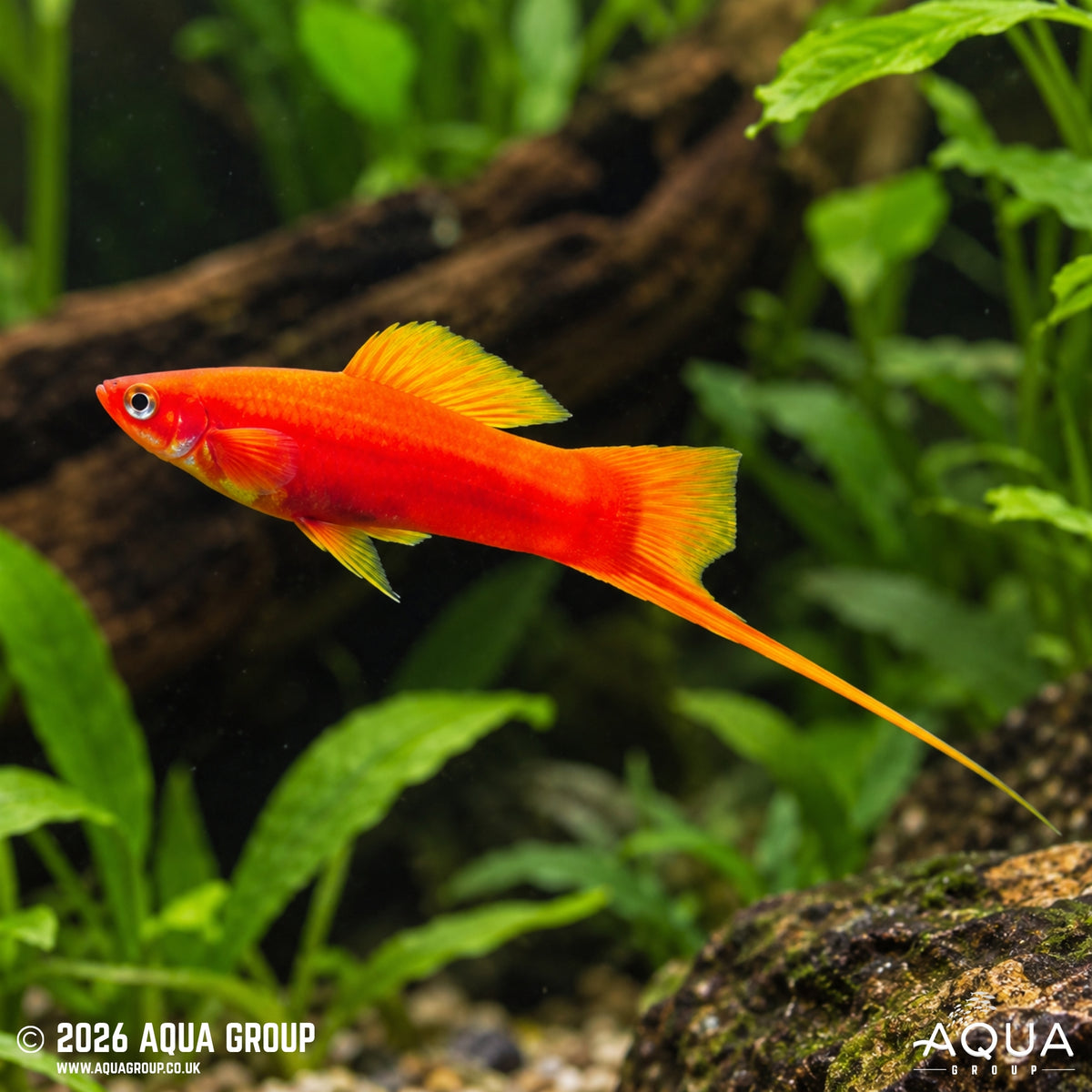 Red Twinbar Swordtail - Xiphophorus hellerii