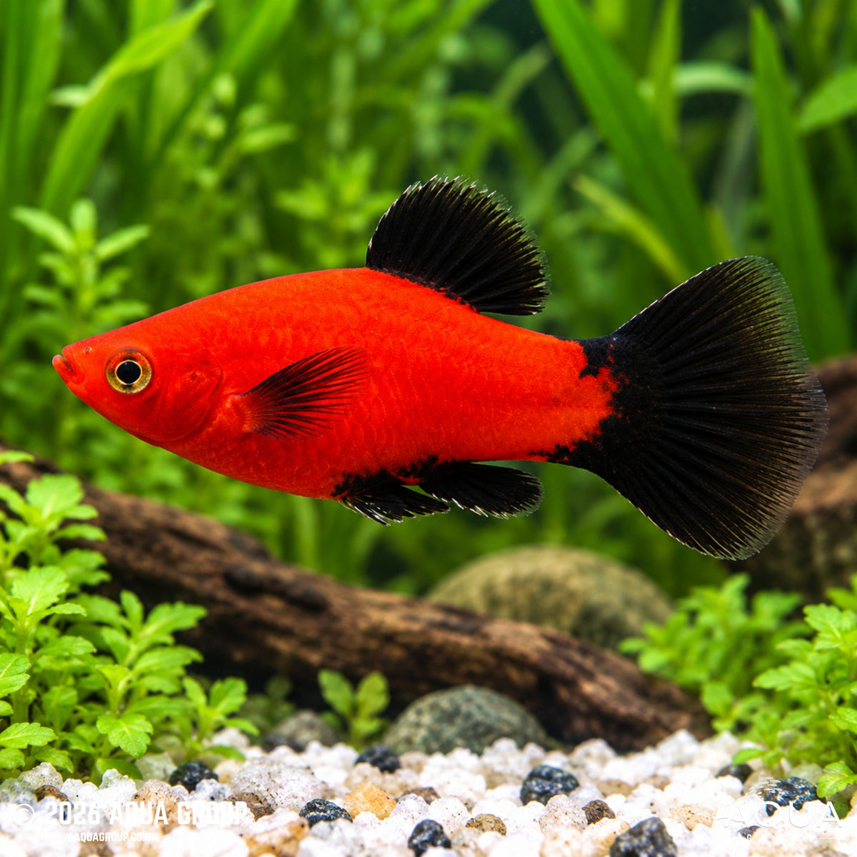 Red Wag Platy - Xiphophorus maculatus