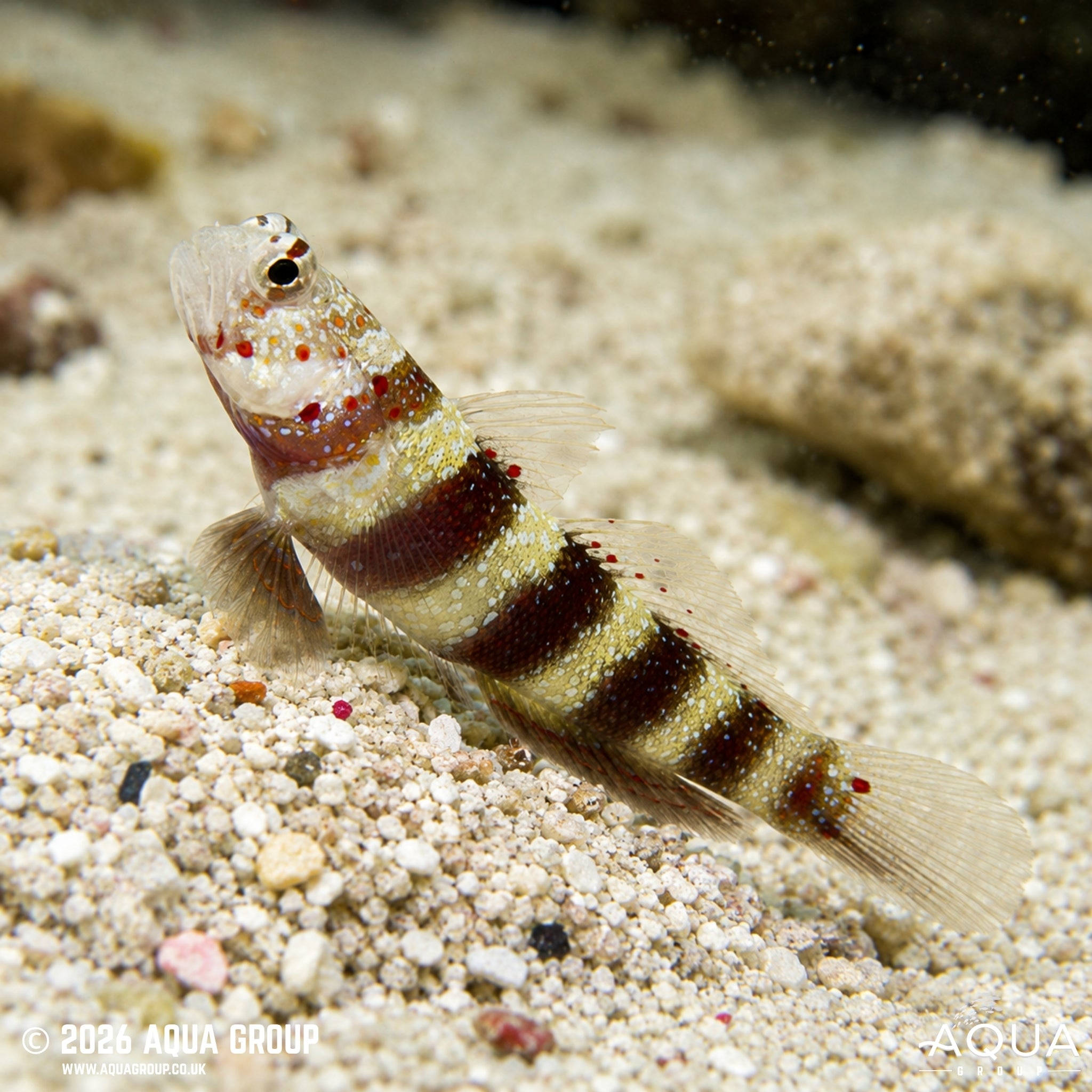 Red Banded Goby - Amblyeleotris wheeleri - Aqua Group