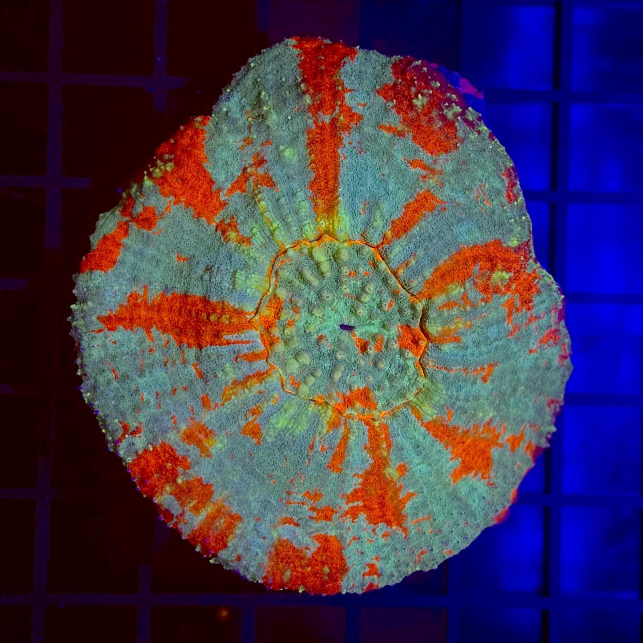 Red & Blue Wagon Wheel Parascolymia