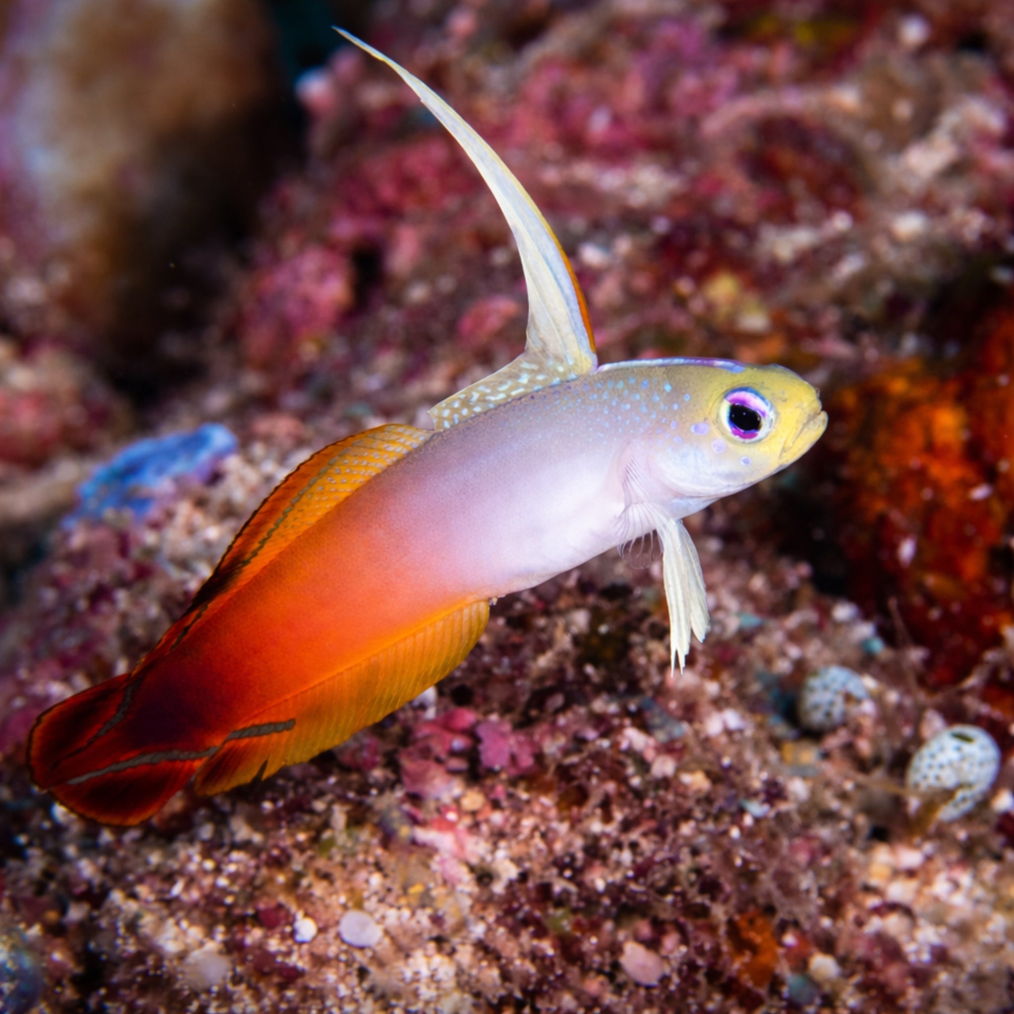 Red Firefish - Nemateleotris magnifica - Aqua Group