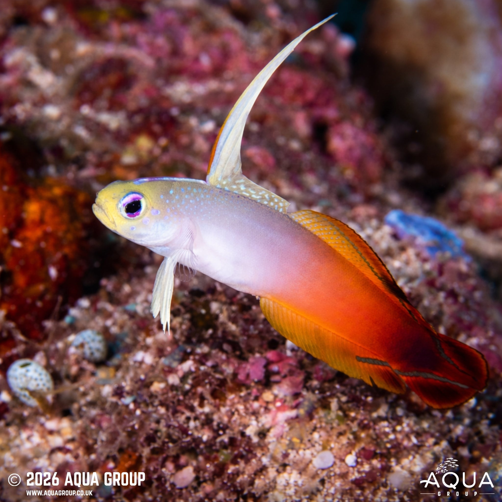 Red Firefish - Nemateleotris magnifica