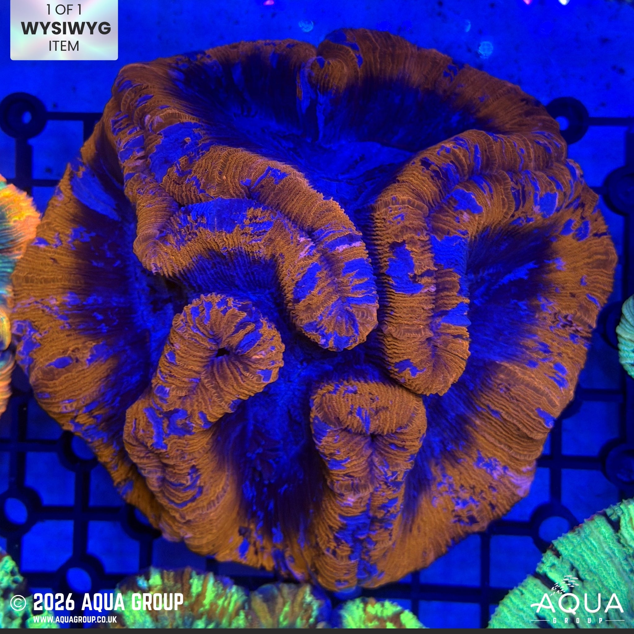 Red & Purple Trachyphyllia #2 - WYSIWYG