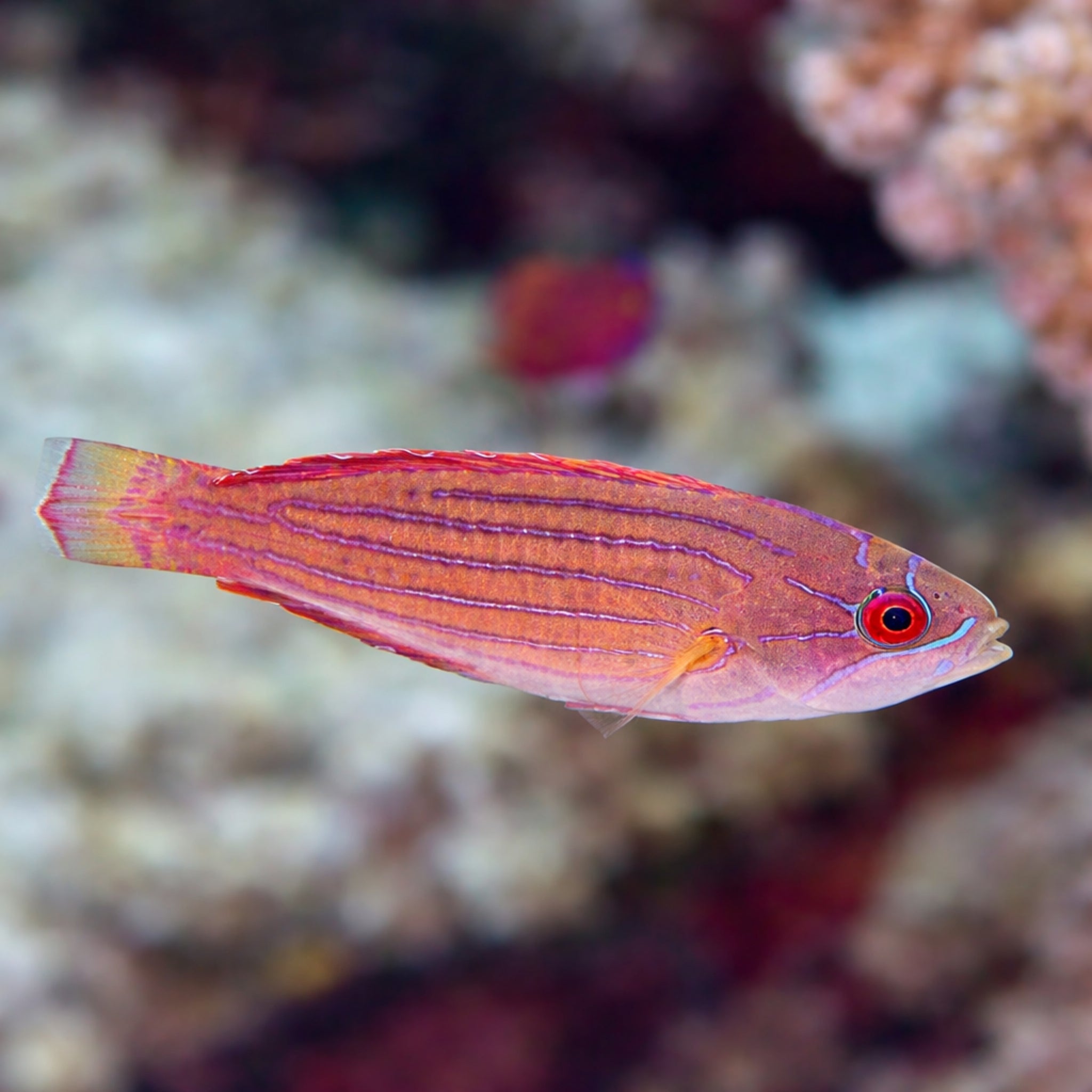 Red Sea Eightline Flasher Wrasse [Paracheilinus octotaenia]