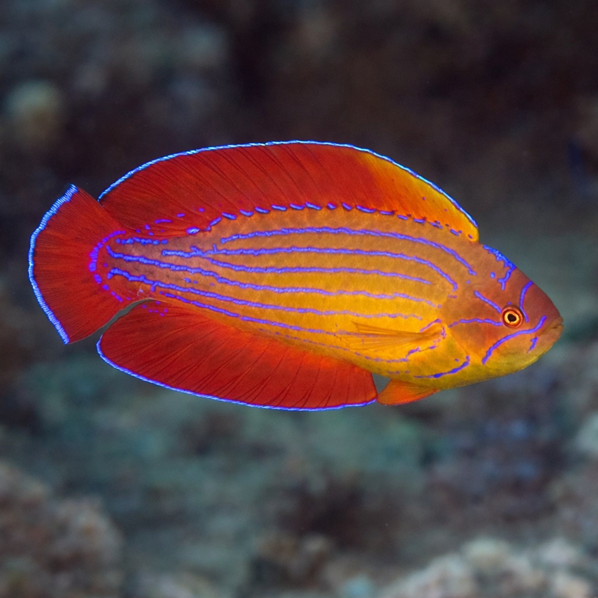 Red Sea Eightline Flasher Wrasse [Paracheilinus octotaenia]