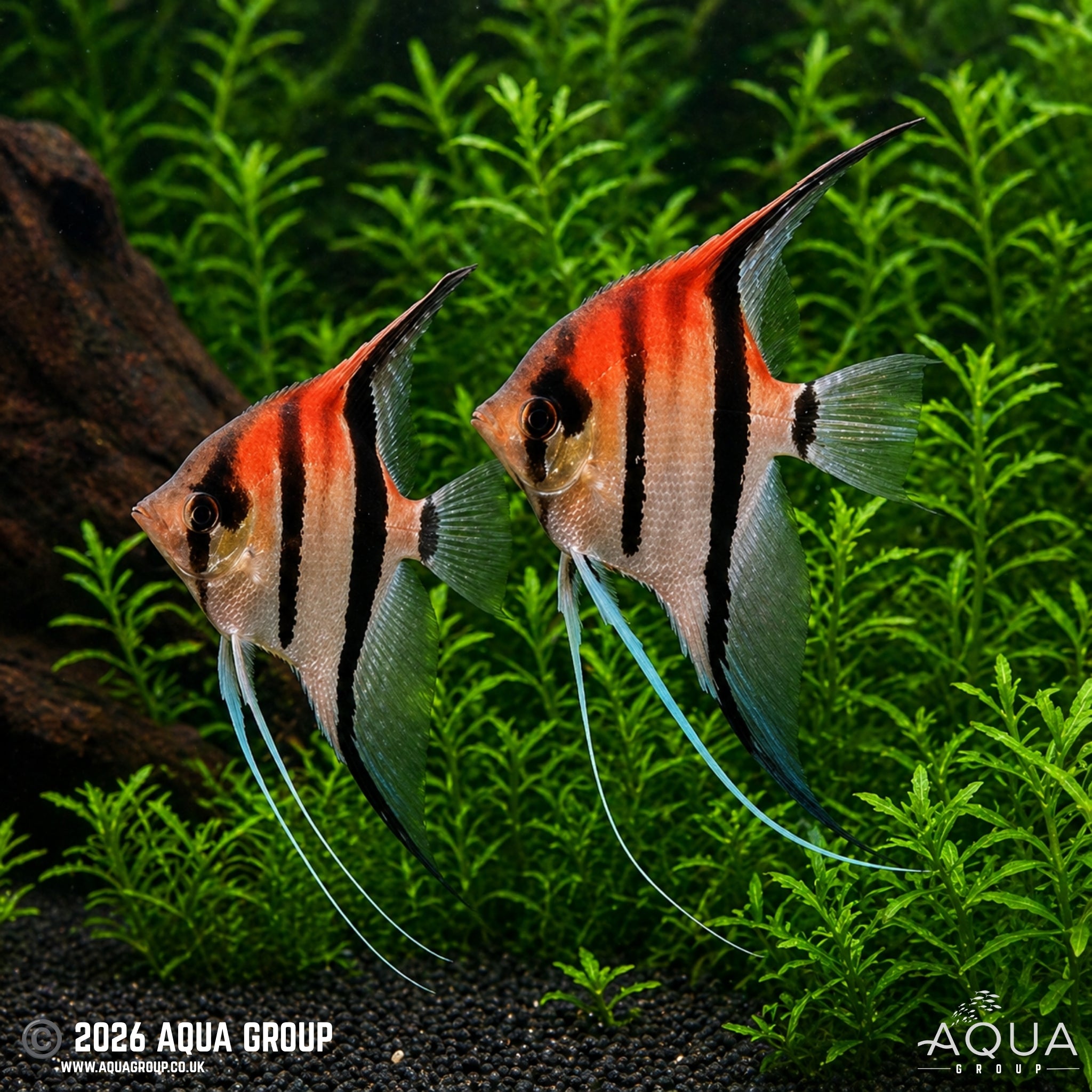Red Shoulder Manacapuru Angelfish - Pterophyllum scalare - Aqua Group