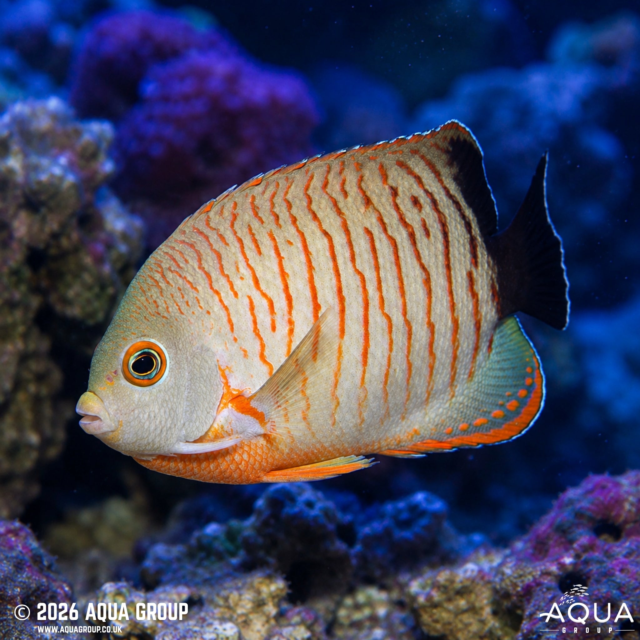 Red Stripe Angel - Centropyge eibli - Aqua Group