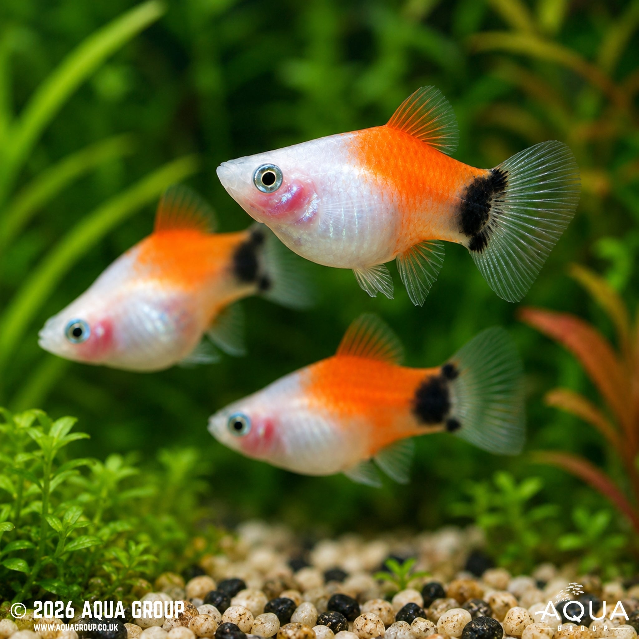 Red & White Mickey Mouse Platy - Xiphophorus maculatus