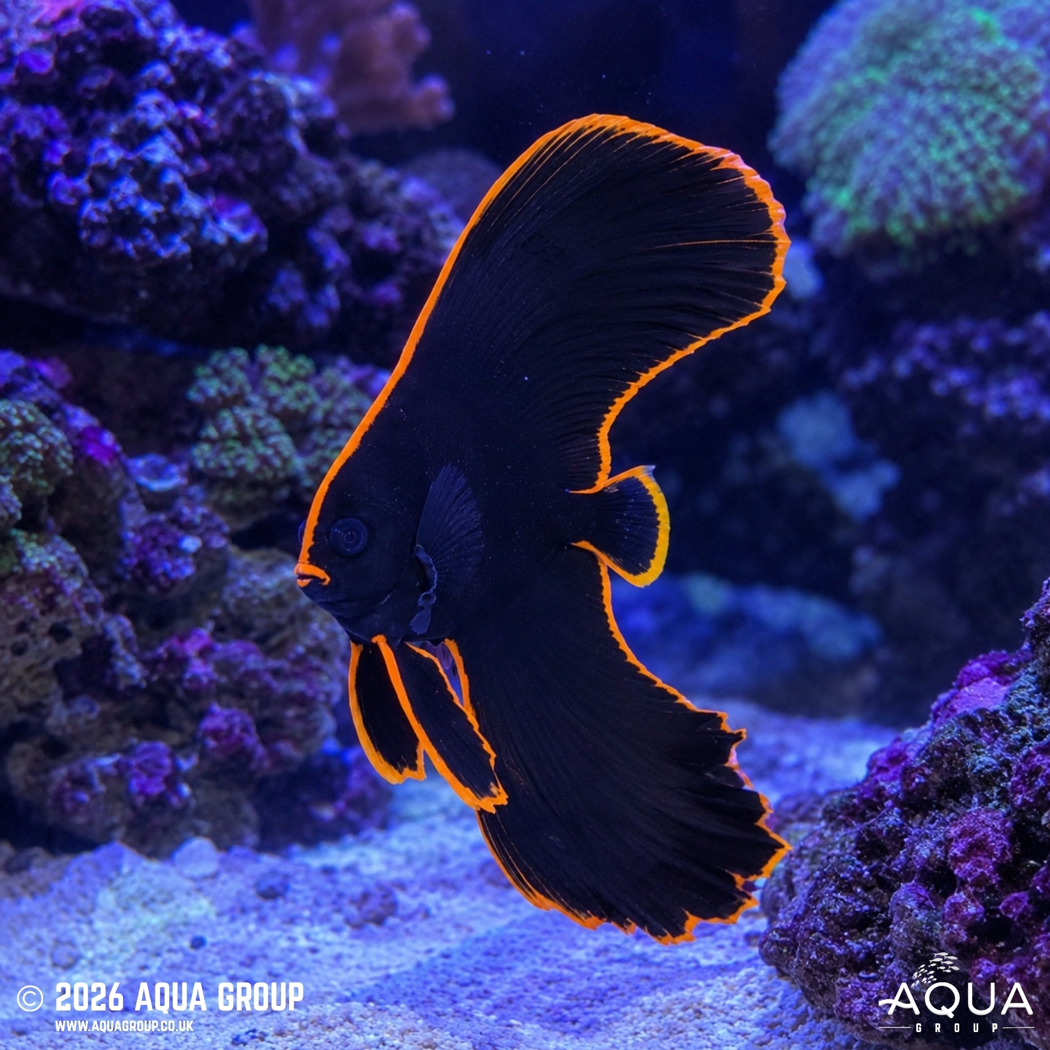 Redface Batfish - Platax pinnatus - Aqua Group