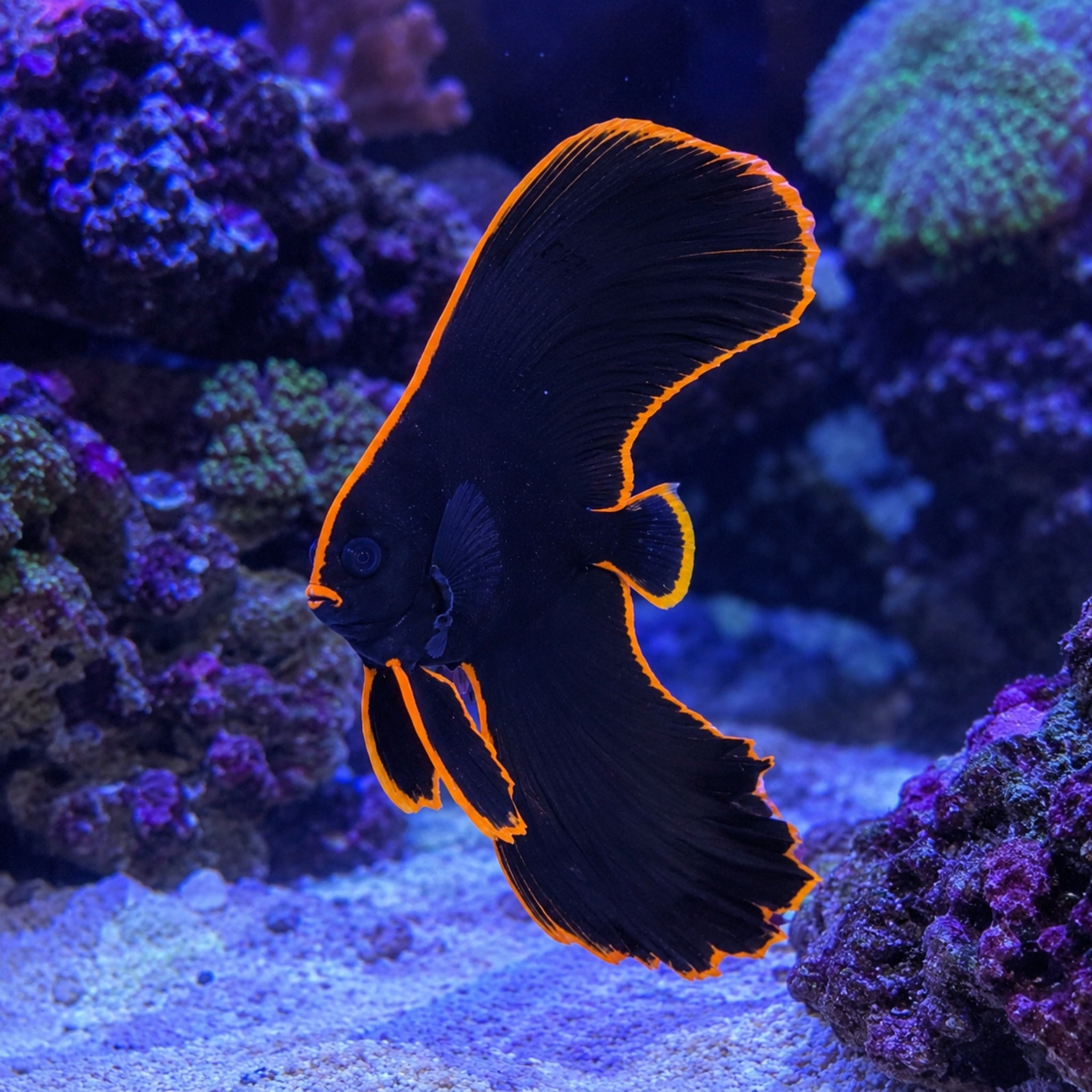 Redface Batfish - Platax pinnatus - Aqua Group