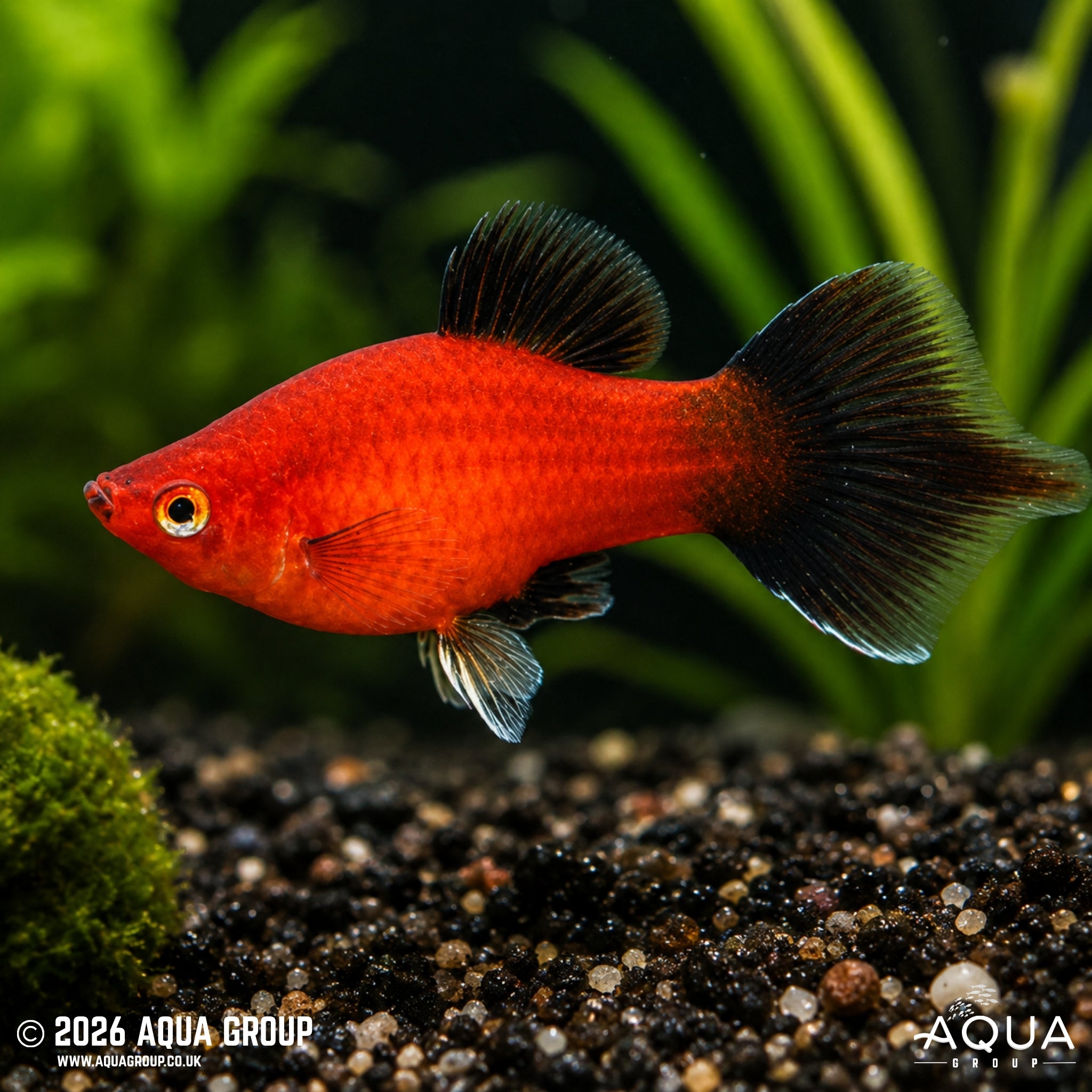 Red Wag Hi-Fin Platy - Xiphophorus maculatus - Aqua Group