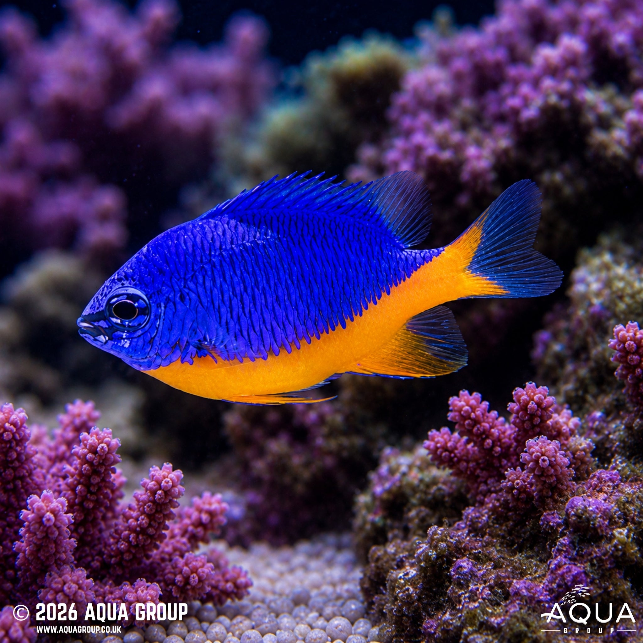 Regal Damsel - Chrysiptera hemicyanea - Aqua Group