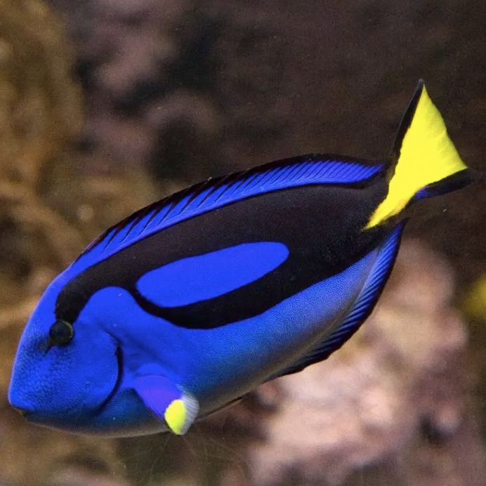 Regal Tang