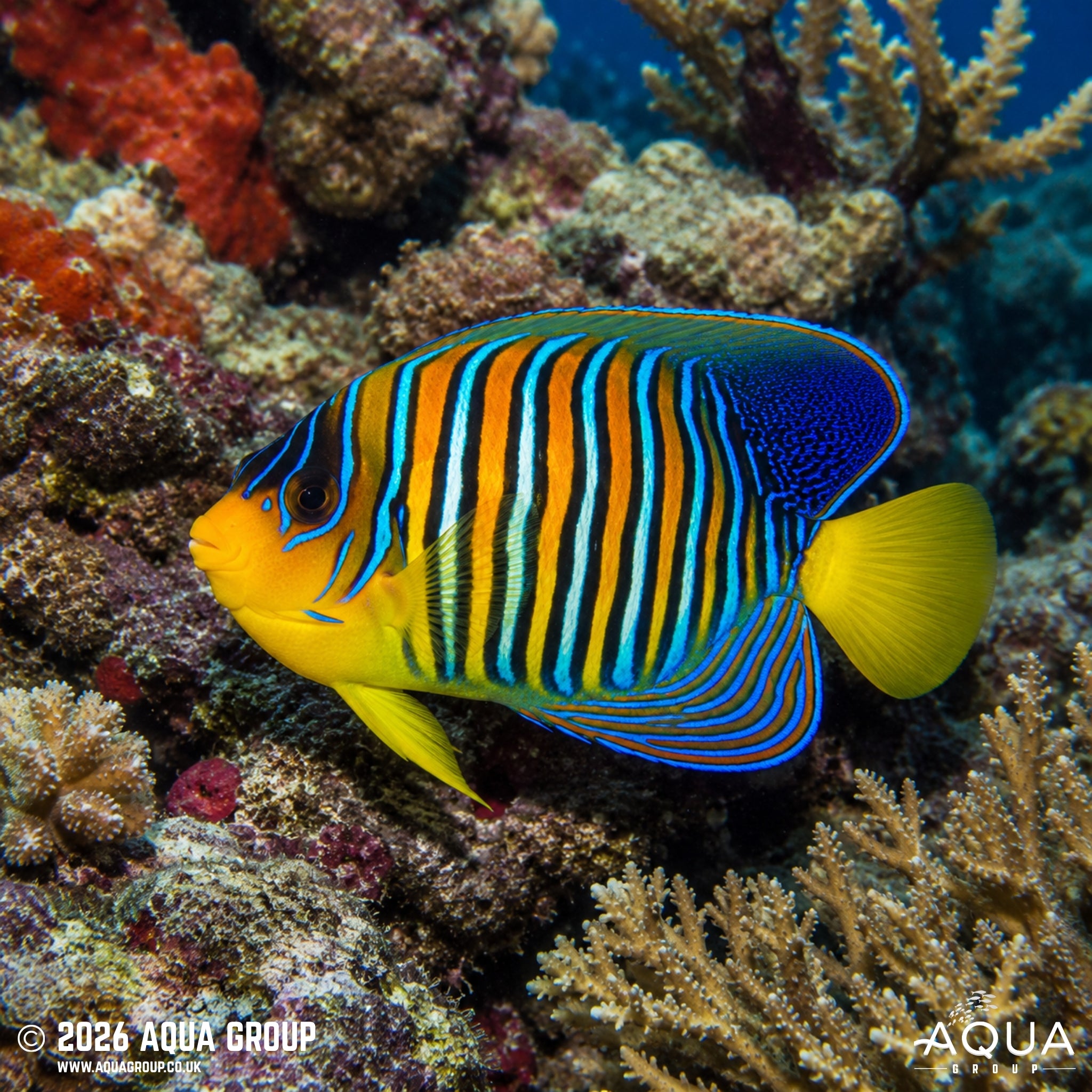 Regal Angel - Pygoplites diacanthus - Aqua Group
