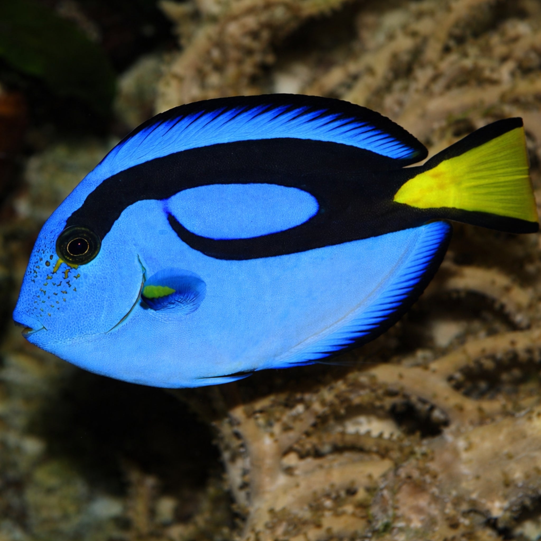Regal Tang - Paracanthurus hepatus