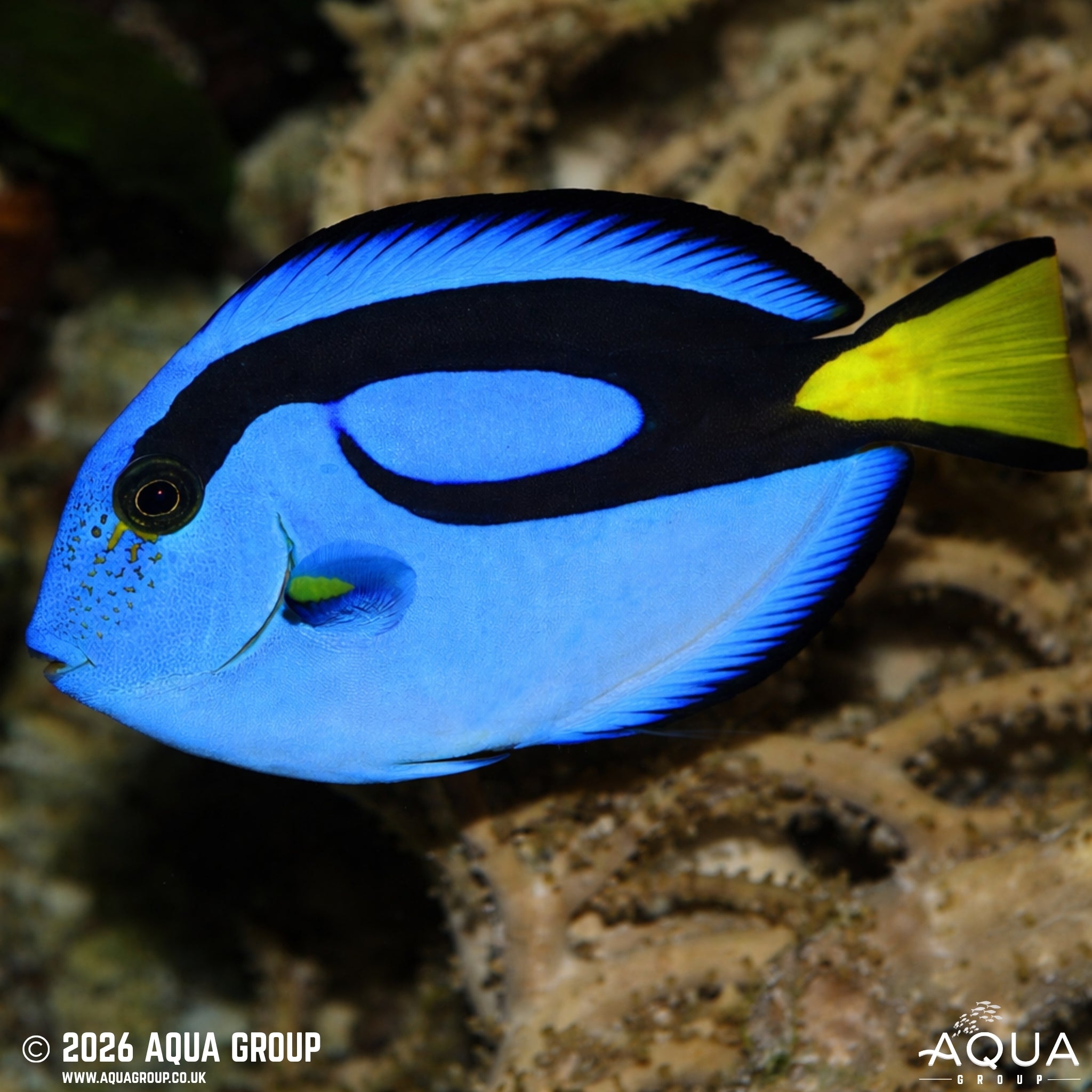 Regal Tang - Paracanthurus hepatus