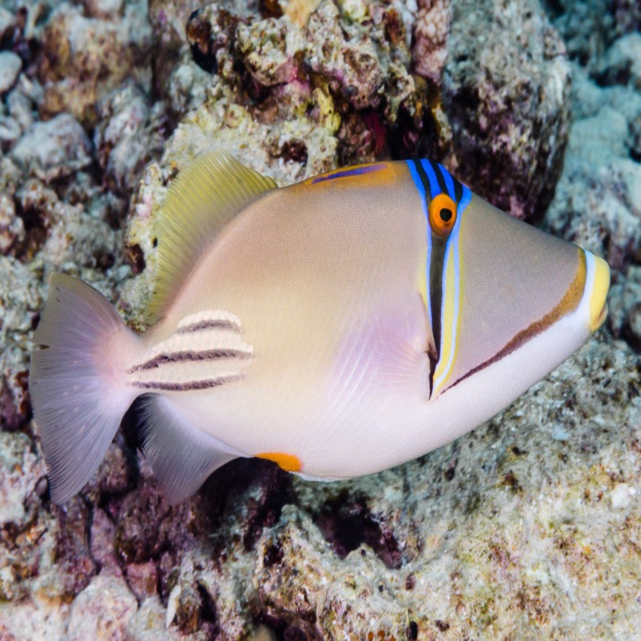 Red Sea Trigger - Assasi