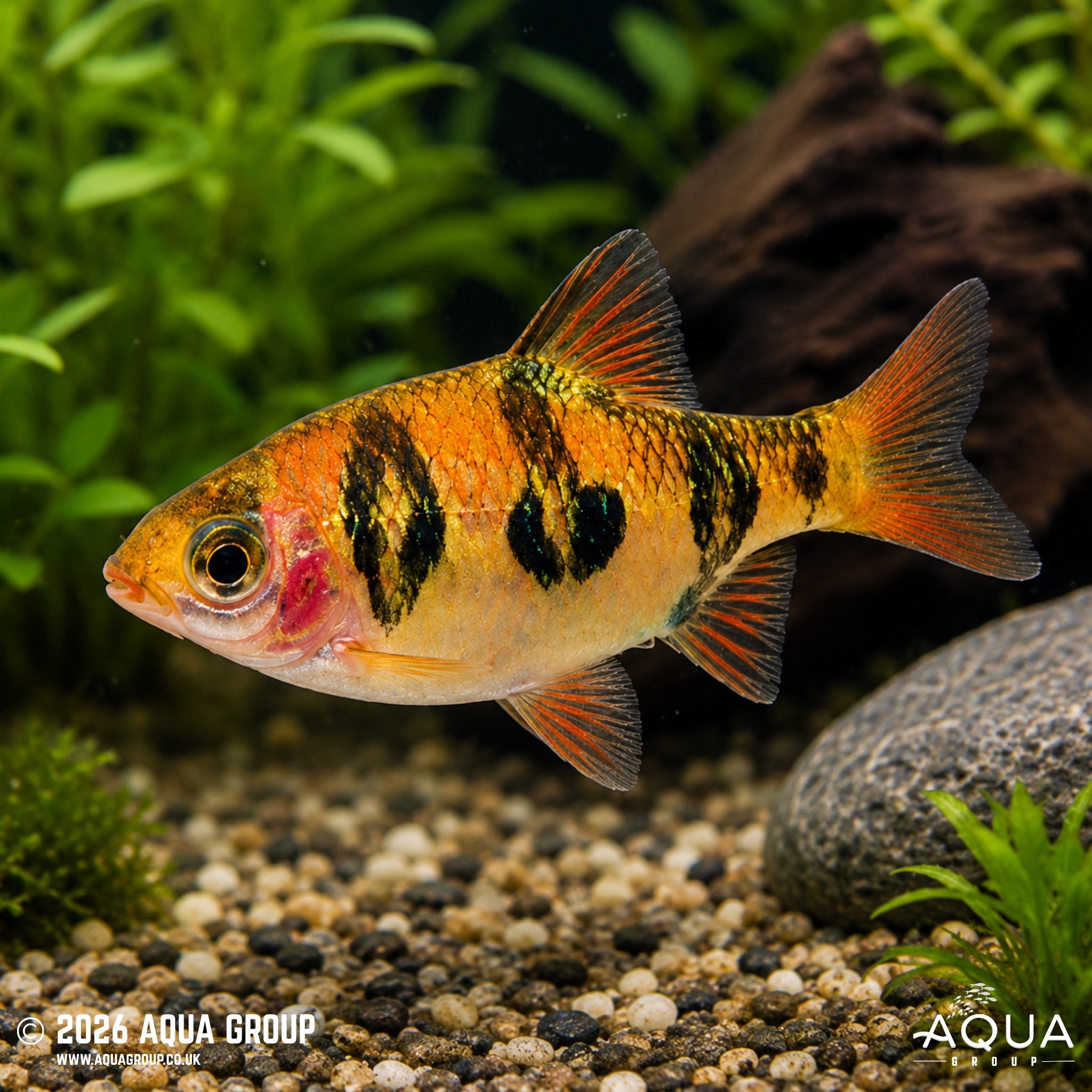 Rhombo Barb - Desmopuntius rhomboocellatus