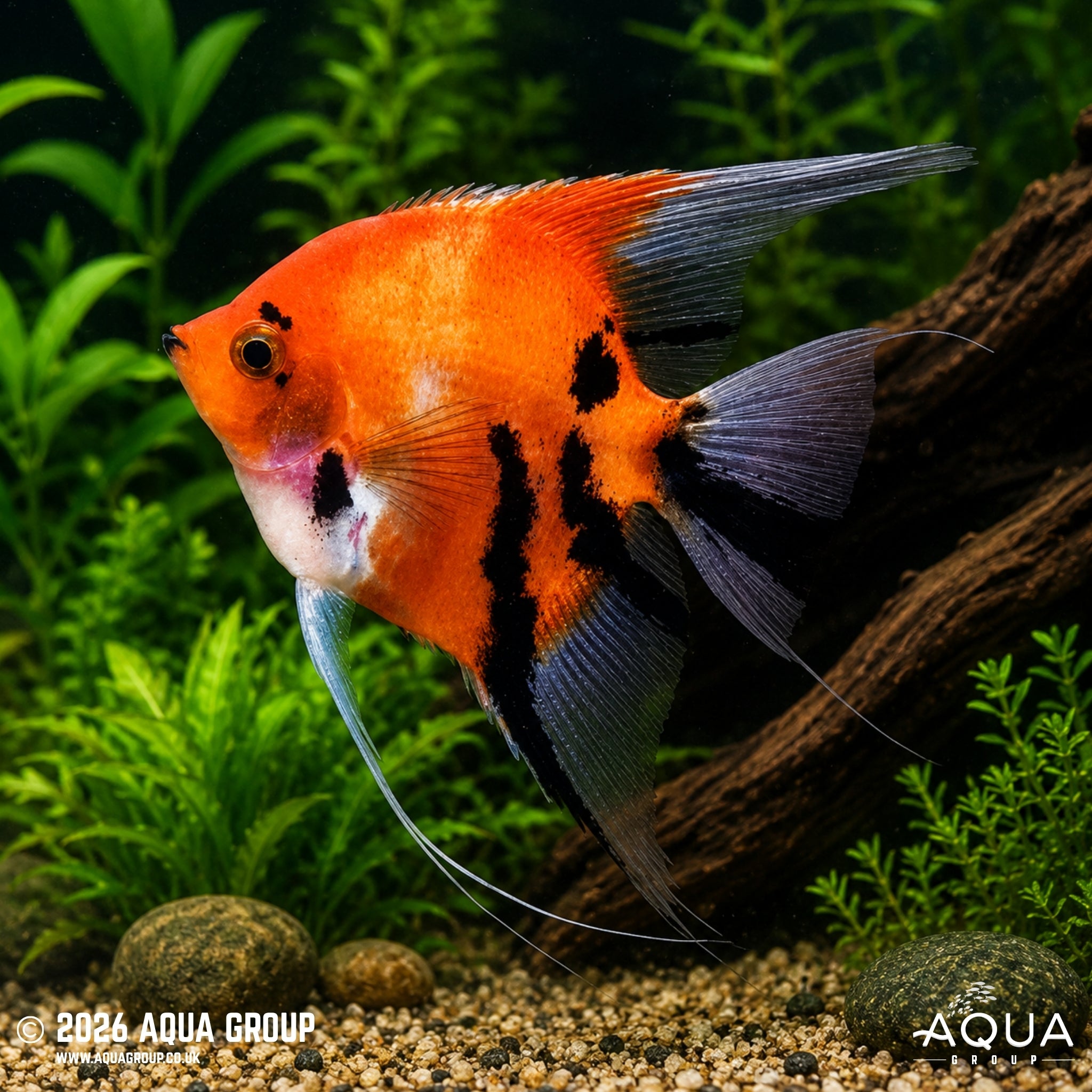 Red Devil Angelfish - Pterophyllum scalare
