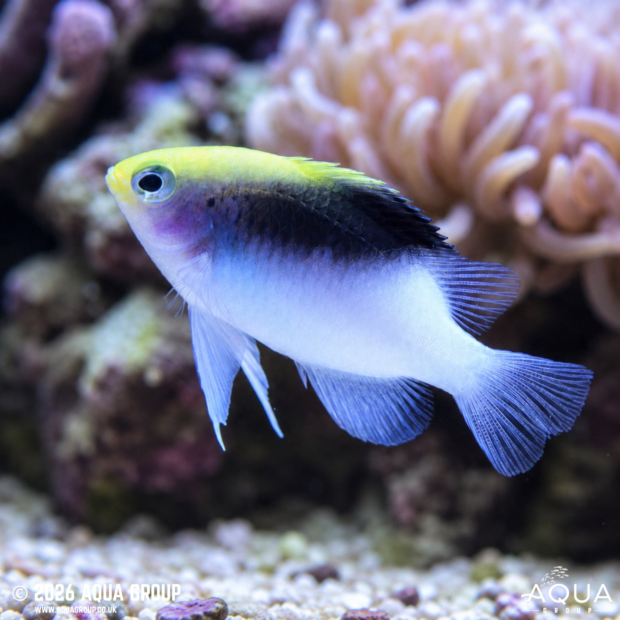 Rolland’s Damsel - Chrysiptera rollandi - Aqua Group