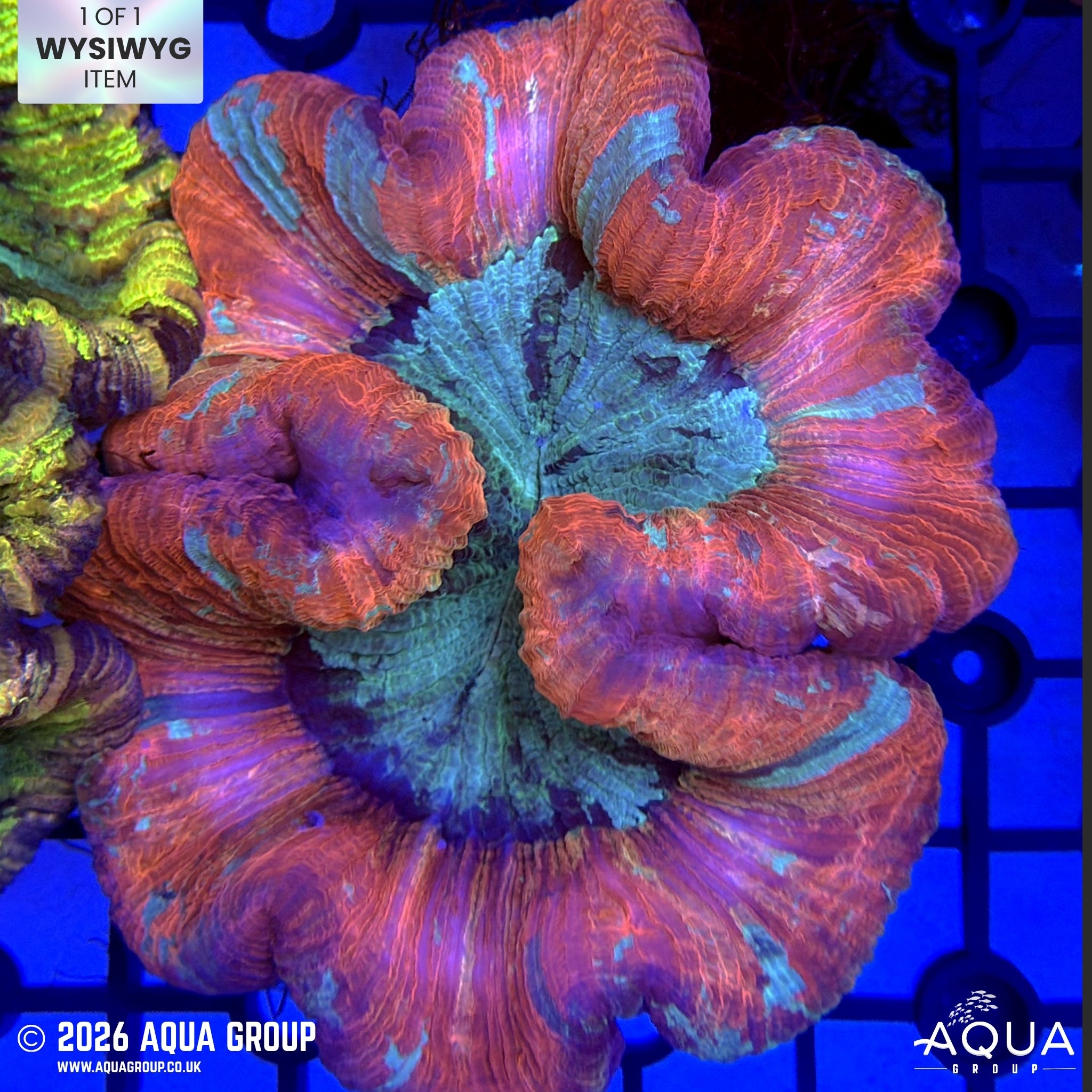 Rose Red Trachyphyllia #10 [WYSIWYG]