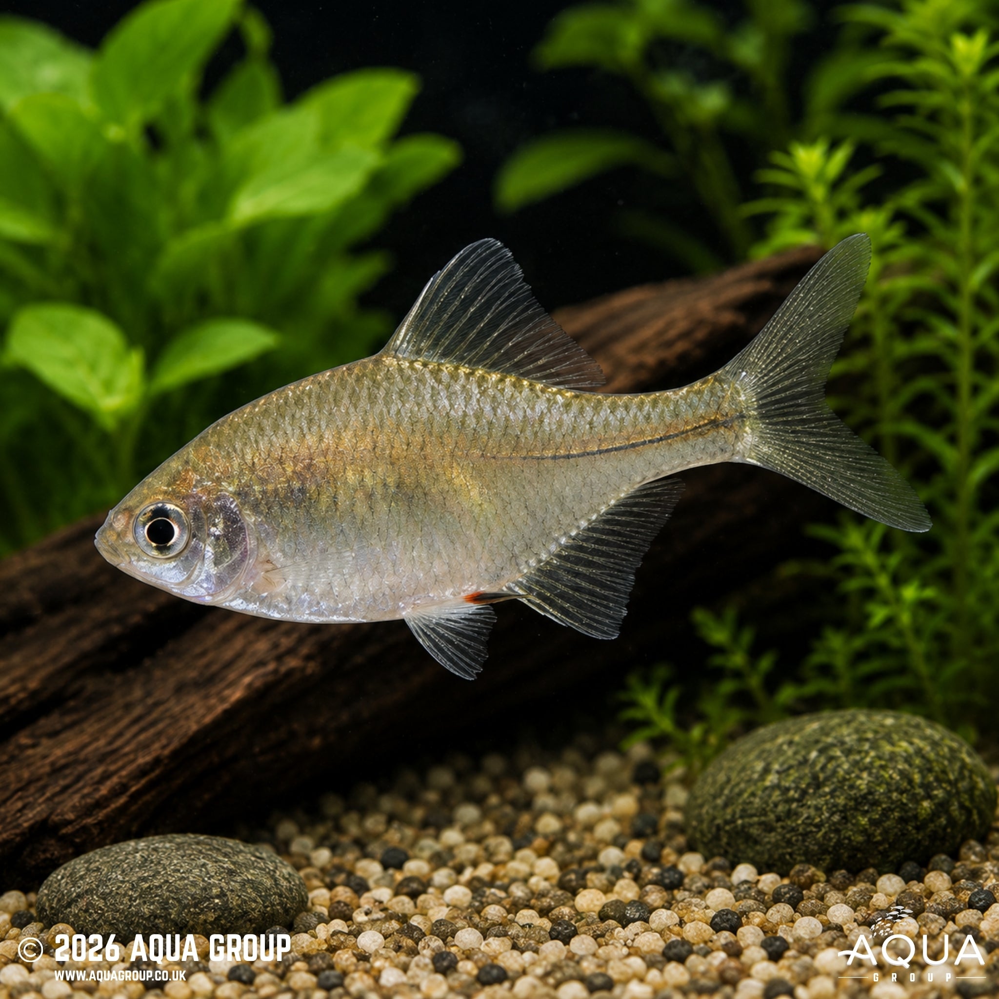 Rosy Bitterling - Rhodeus ocellatus
