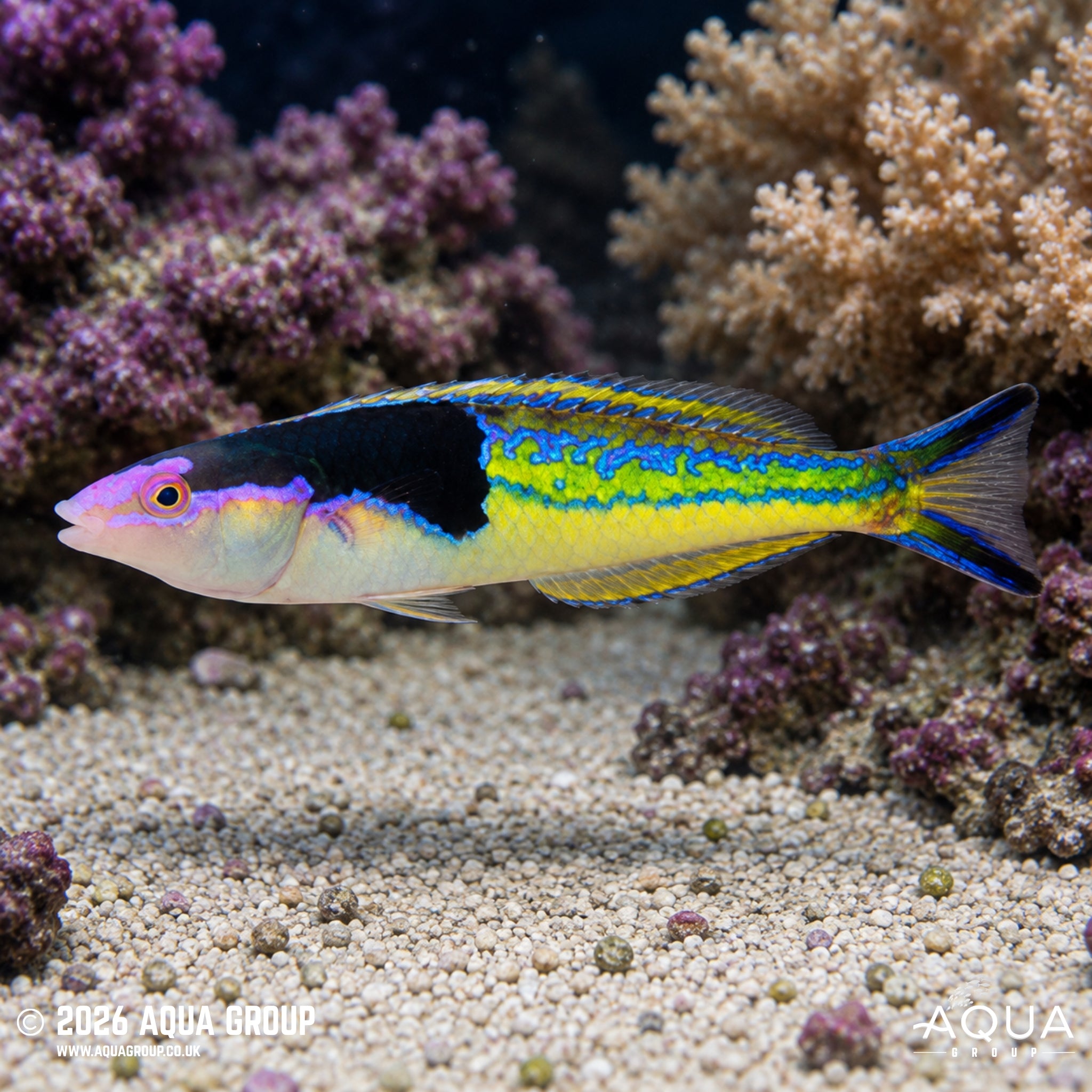 Royal Pencil Wrasse - Psedojuloides severnsi
