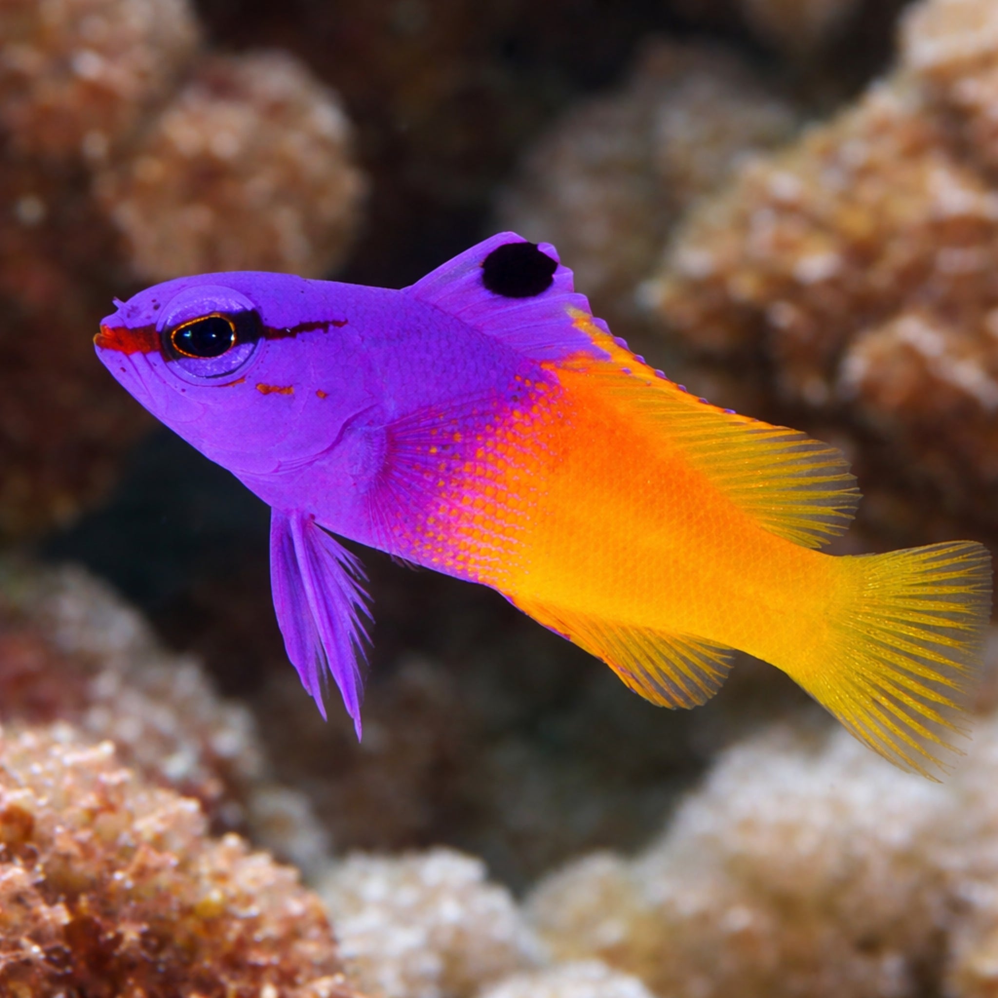 Gramma - Royal - Aqua Group