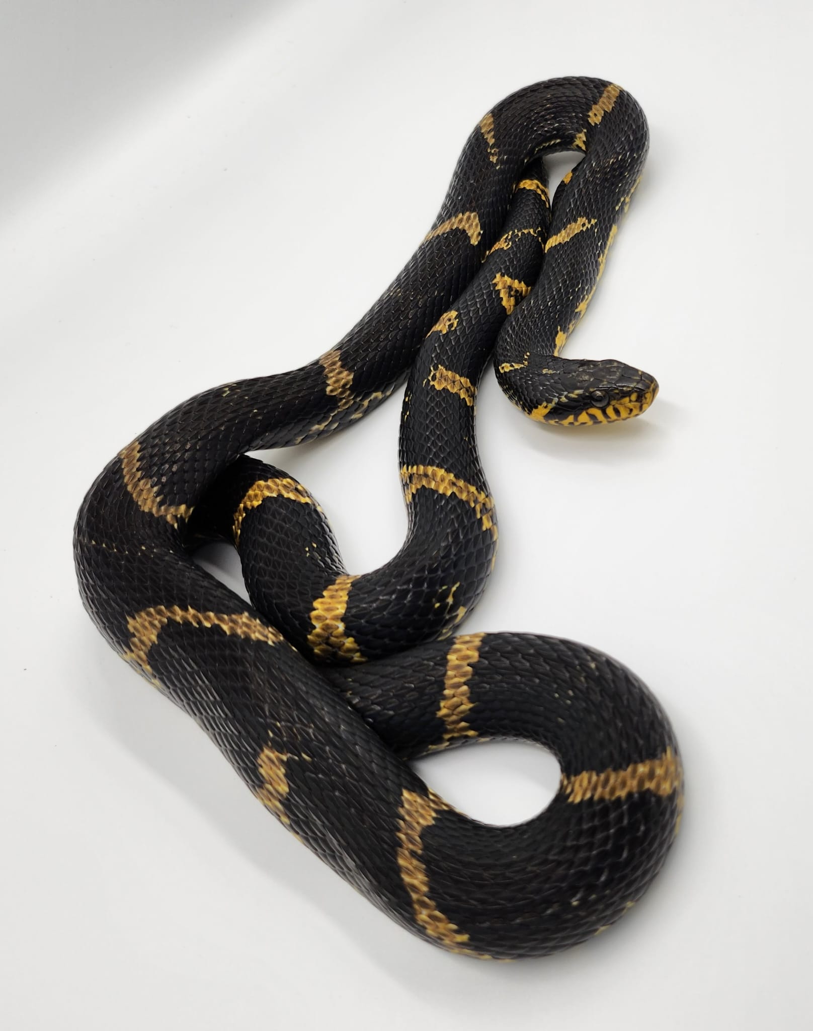 Russian Rat Snake CB2022