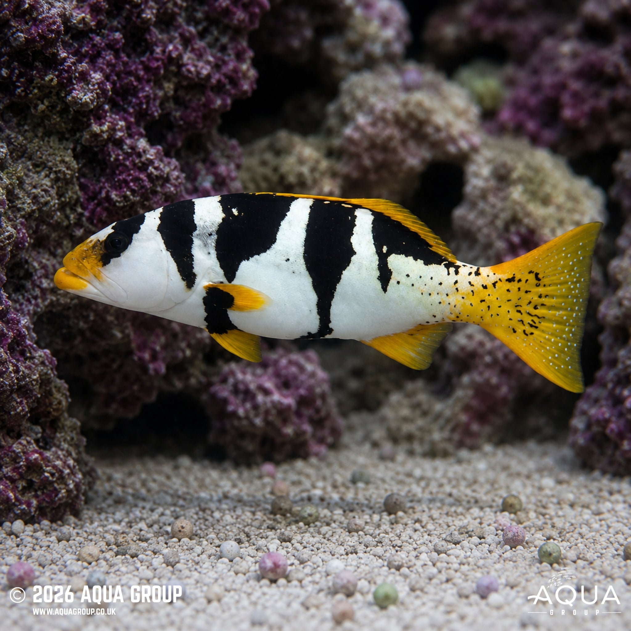 Saddleback Grouper - Plectropomus laevis