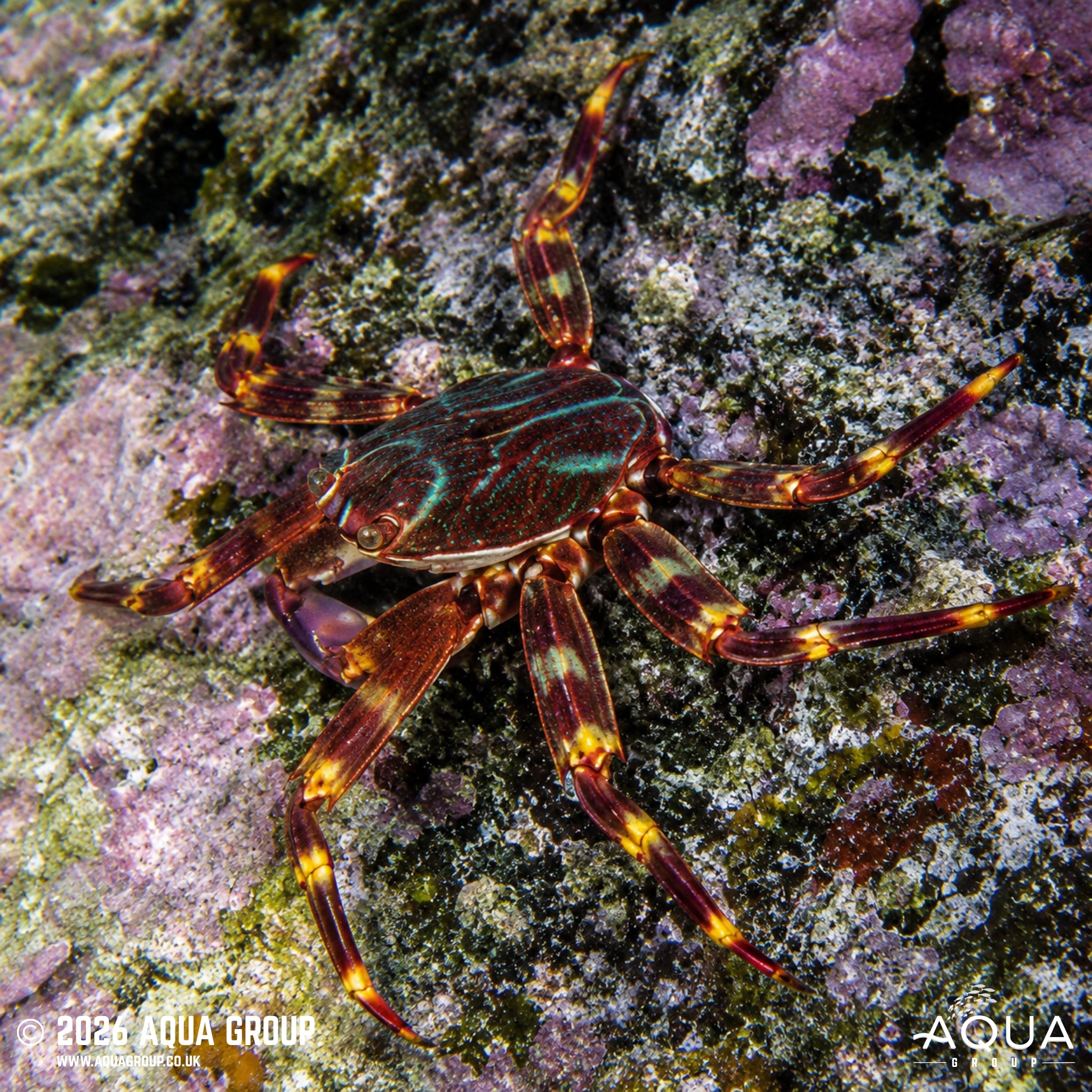 Sally Lightfoot Crab - Percnon gibbesi