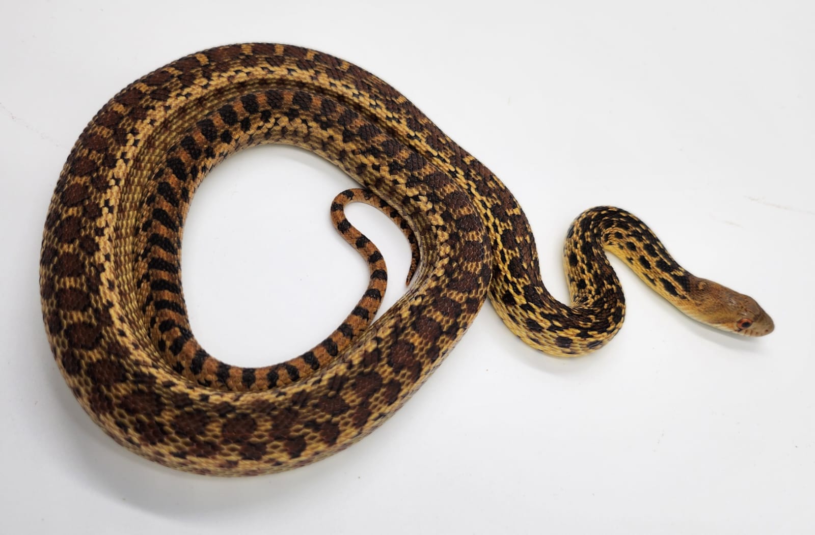 San Diego Gopher Snake 2022