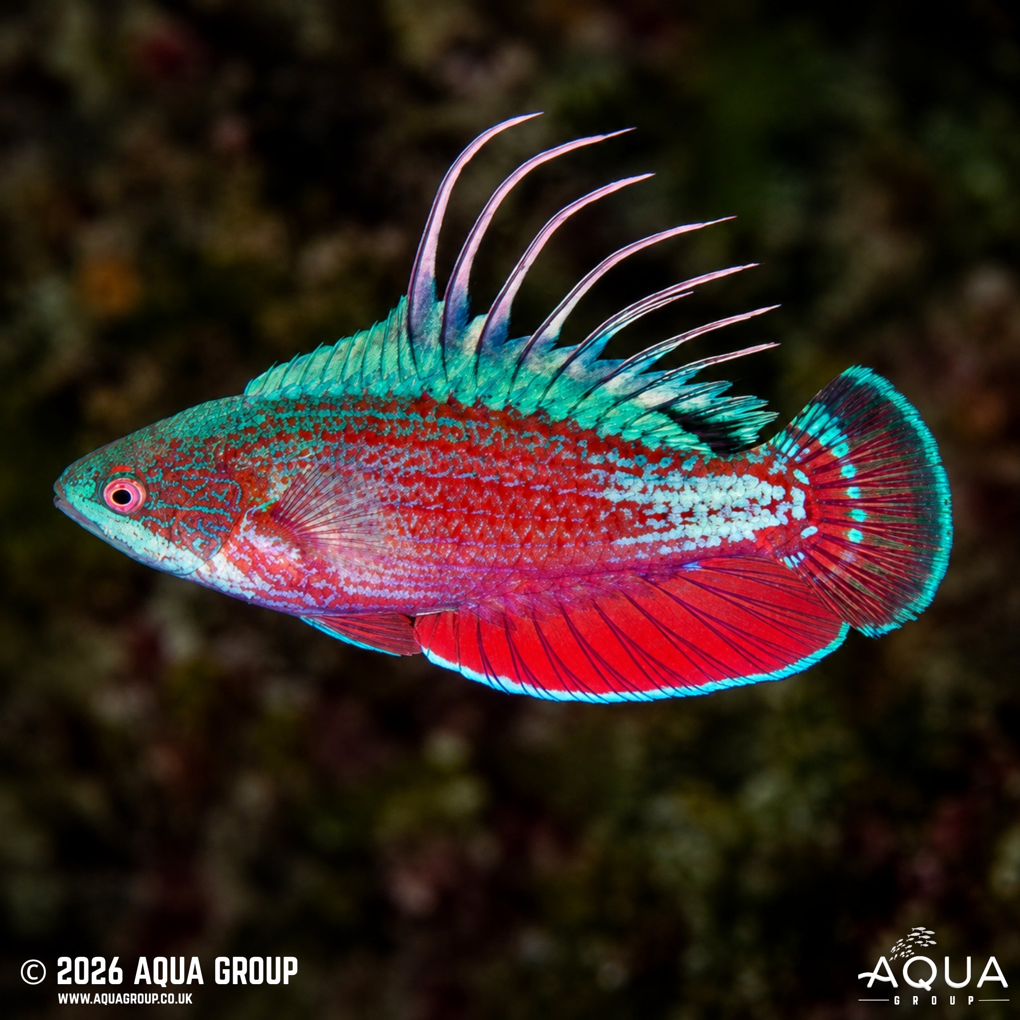 Scarlet-Fin Flasher Wrasse - Paracheilinus lineopunctatus