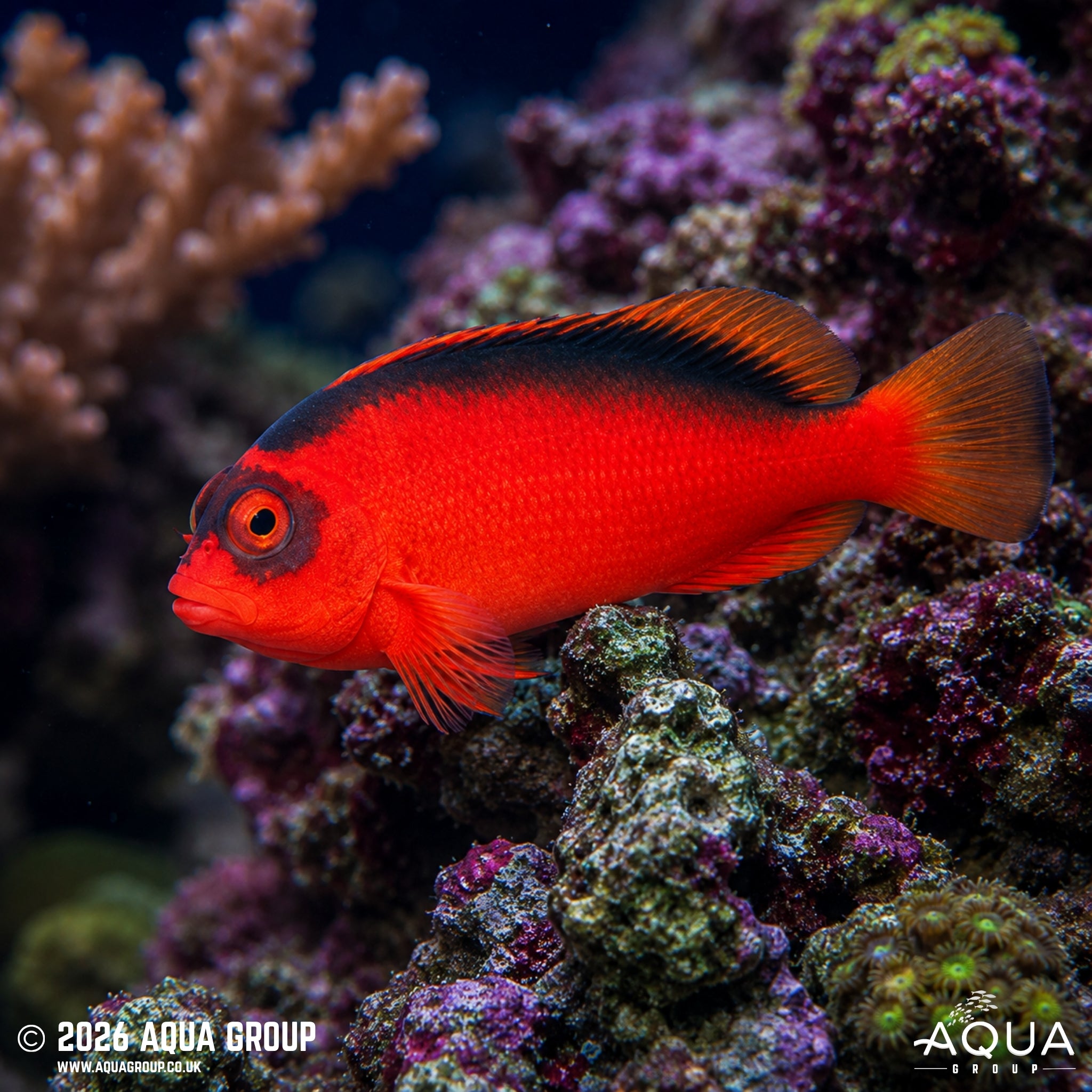 Scarlet Hawkfish - Neocirrhites armatus