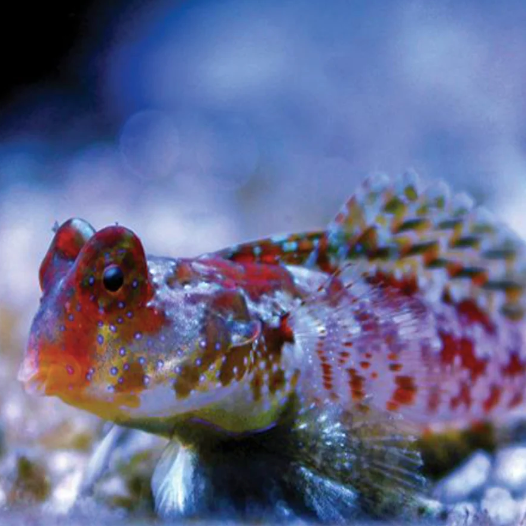 Scooter Blenny - Pink - Aqua Group