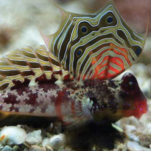 Scooter Blenny - Aqua Group