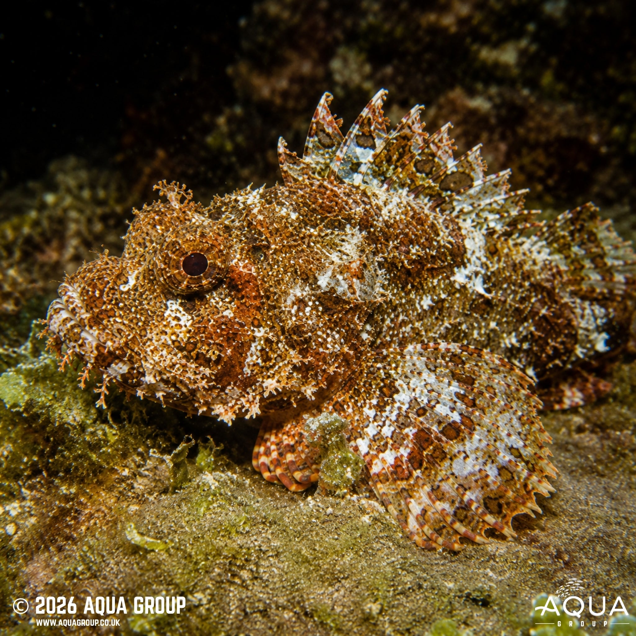 Scorpionfish - Scorpaena sp.