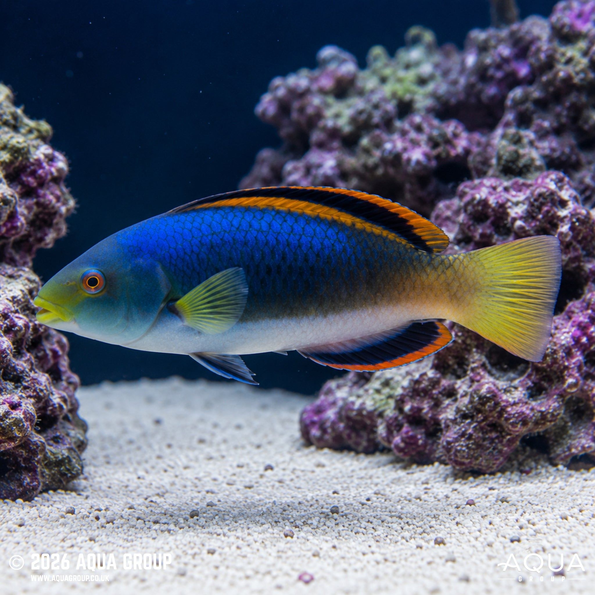 Scott’s Fairy Wrasse – Cirrhilabrus scottorum 'Pacific'