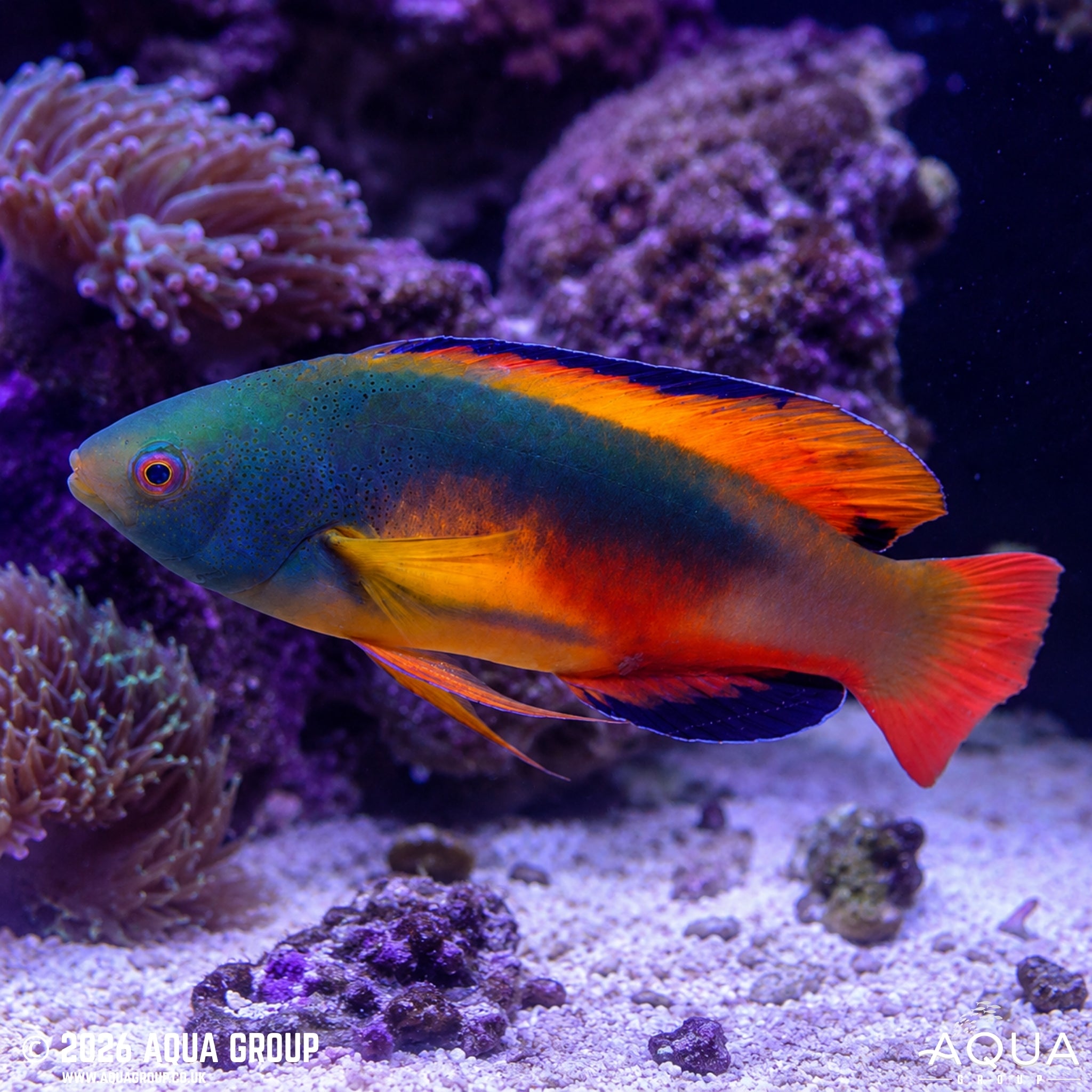Scott's Fairy Wrasse - Cirrhilabrus scottorum “Australian” - Aqua Group