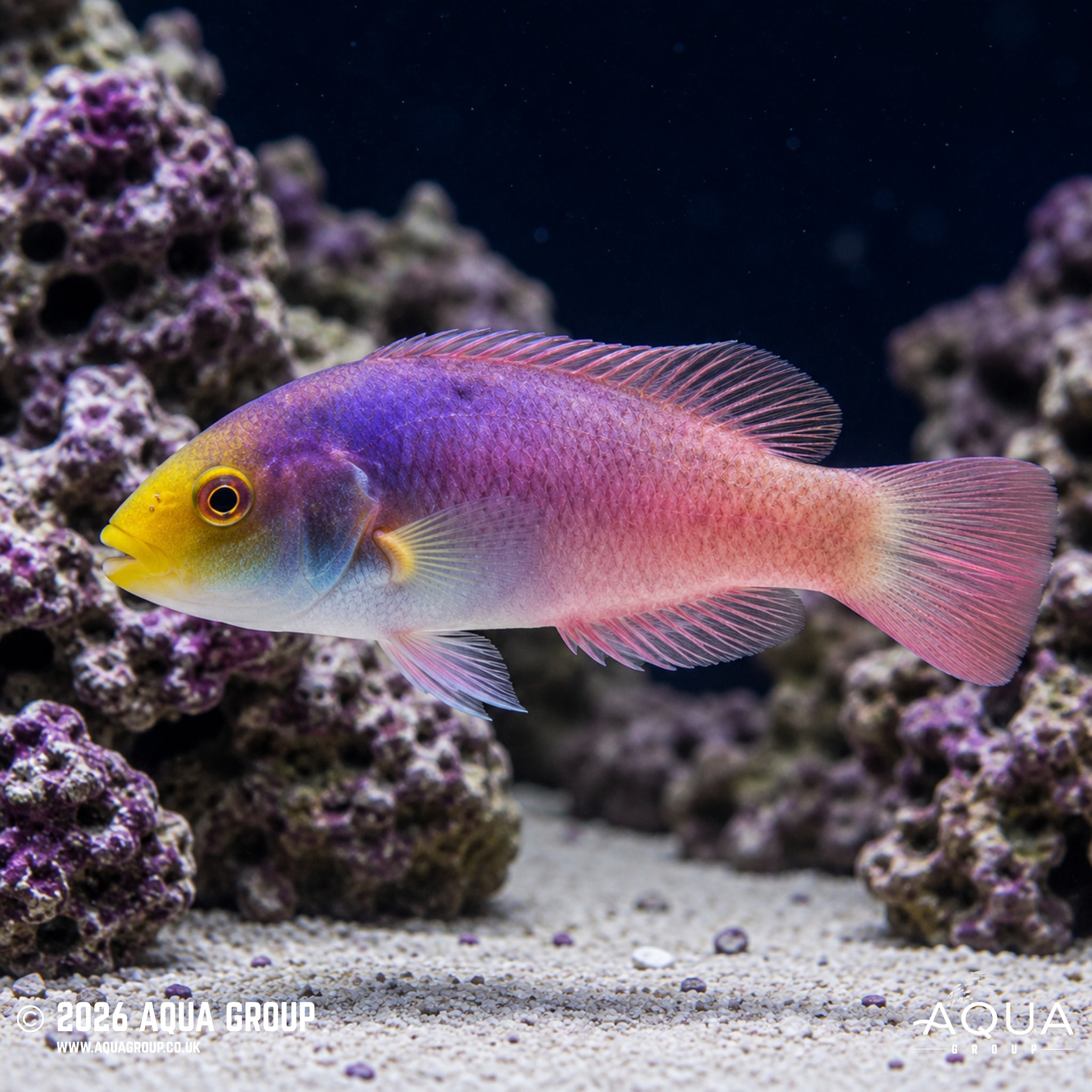 Scott’s Fairy Wrasse – Cirrhilabrus scottorum 'Pacific'