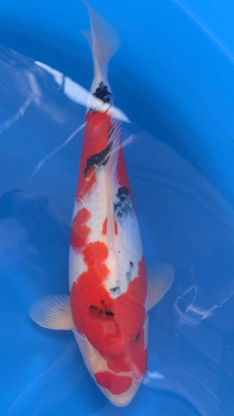 Sanke - Okawa - Nisai - #03