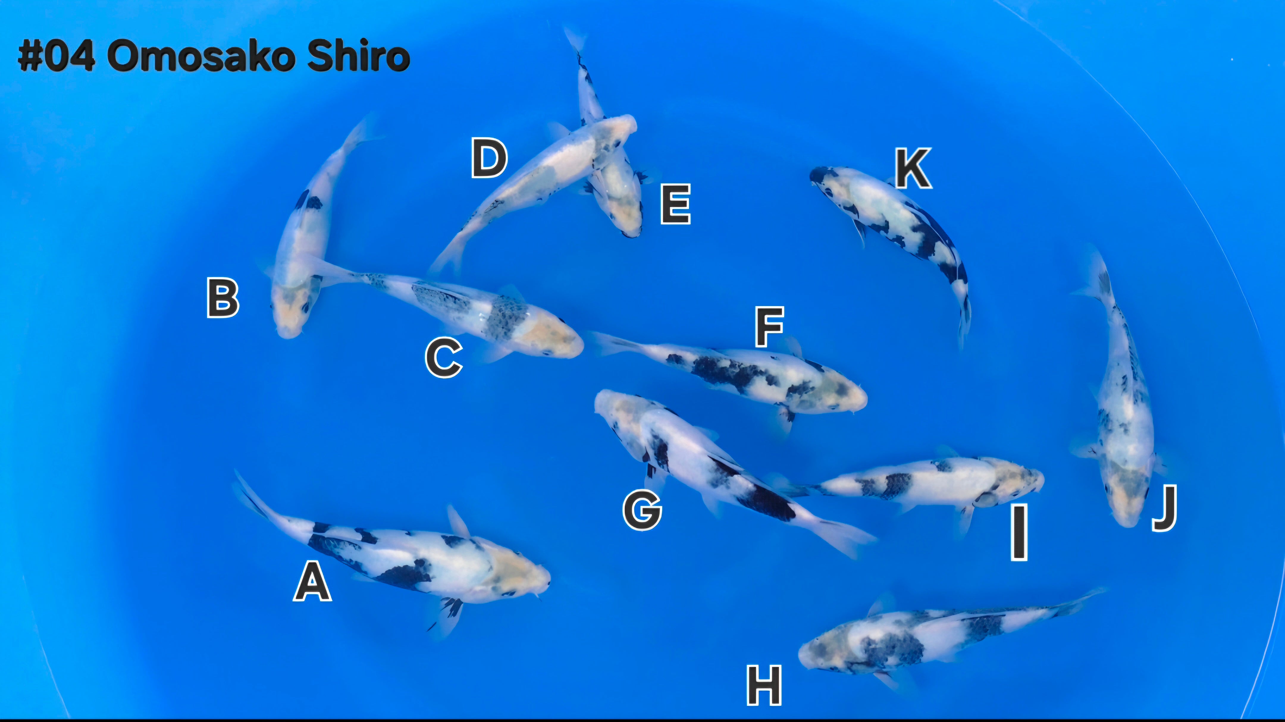 Shiro Utsuri Mix - Omosako - Tosai - Aqua Group