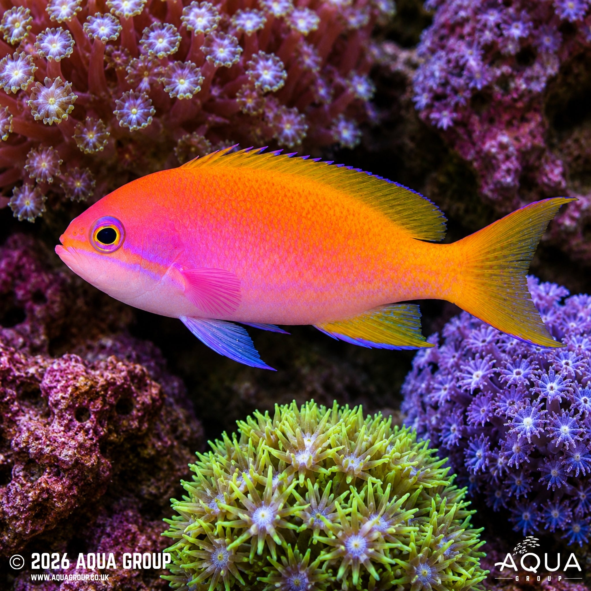 Scribbled Anthias - Pseudoanthias bimaculatus