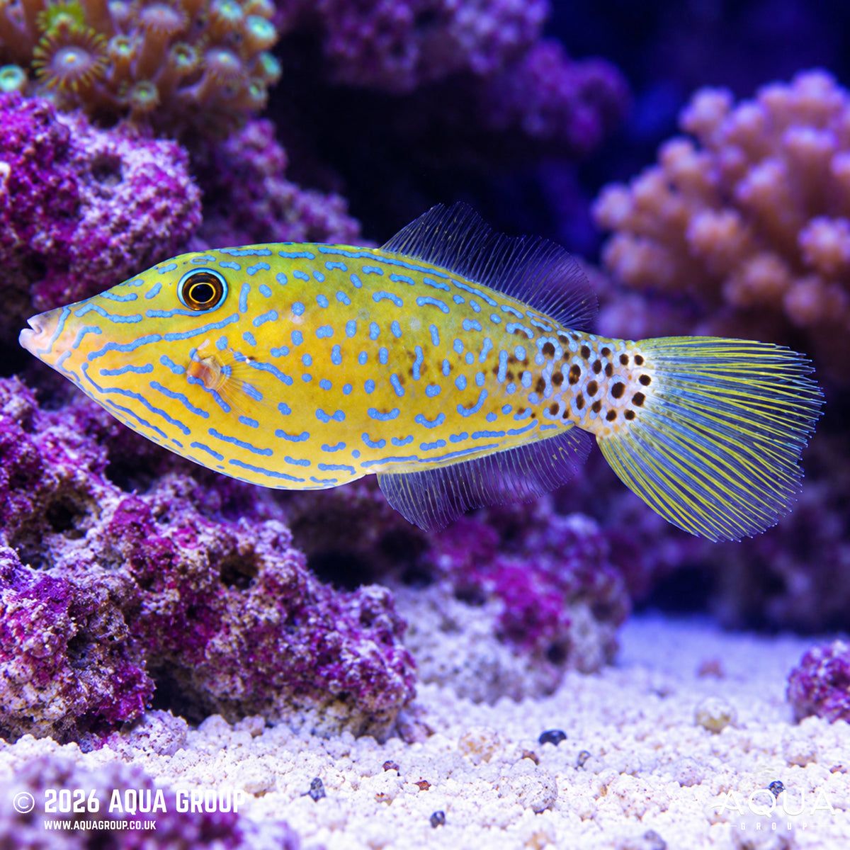 Scribbled Filefish - Aluterus scriptus