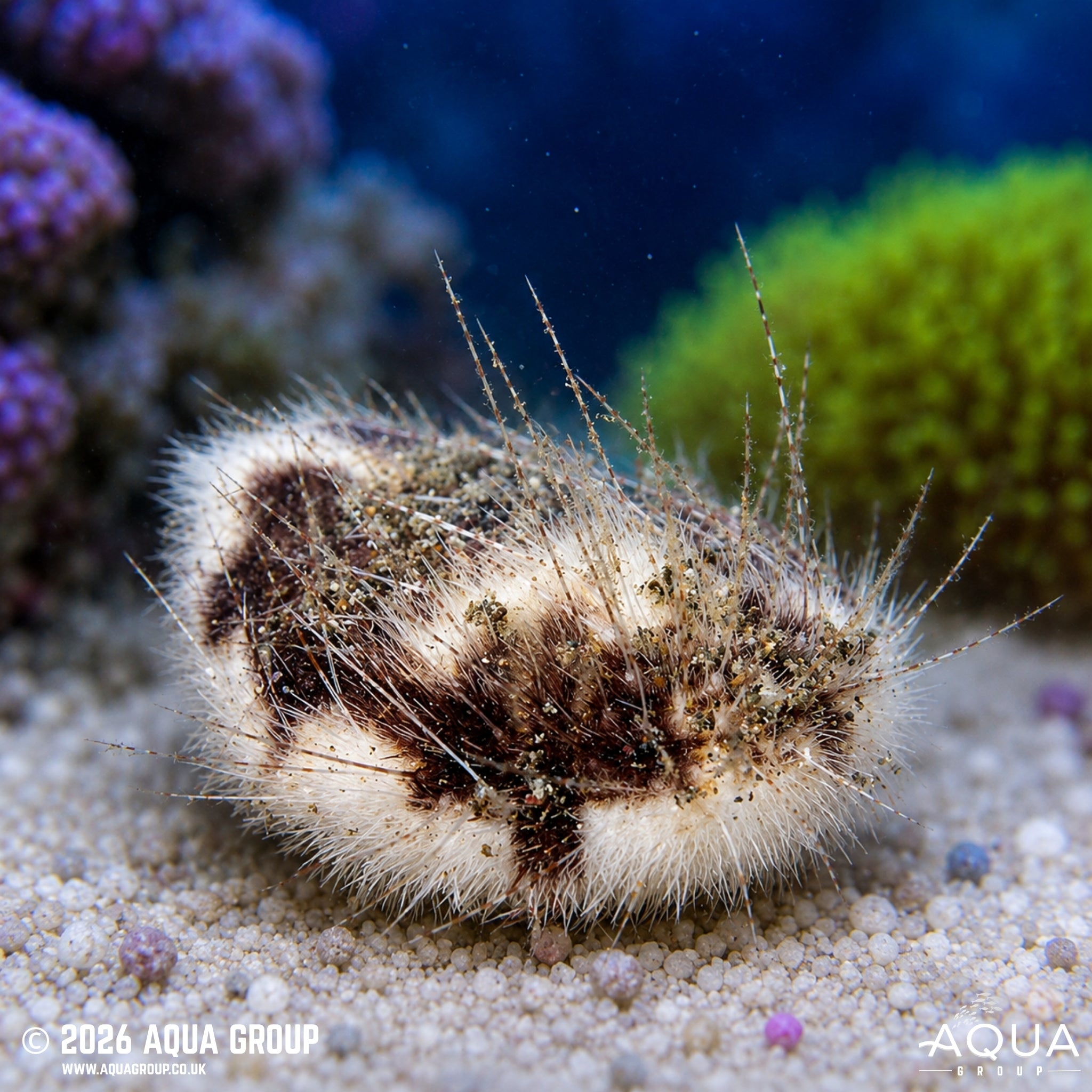 Sea Mouse Urchin - Maretia planulata - Aqua Group