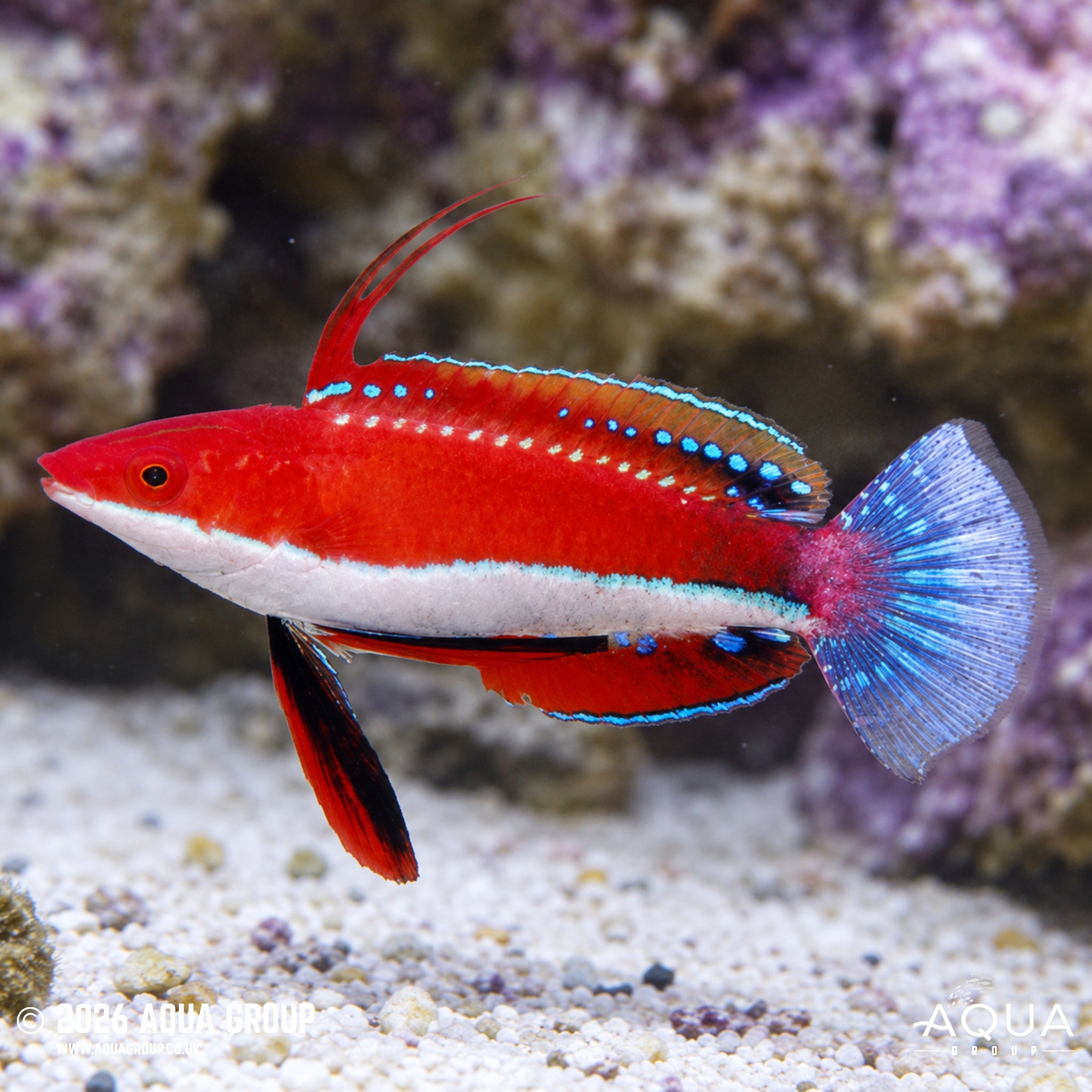 Seafighter Wrasse - Cirrhilabrus rubriventralis