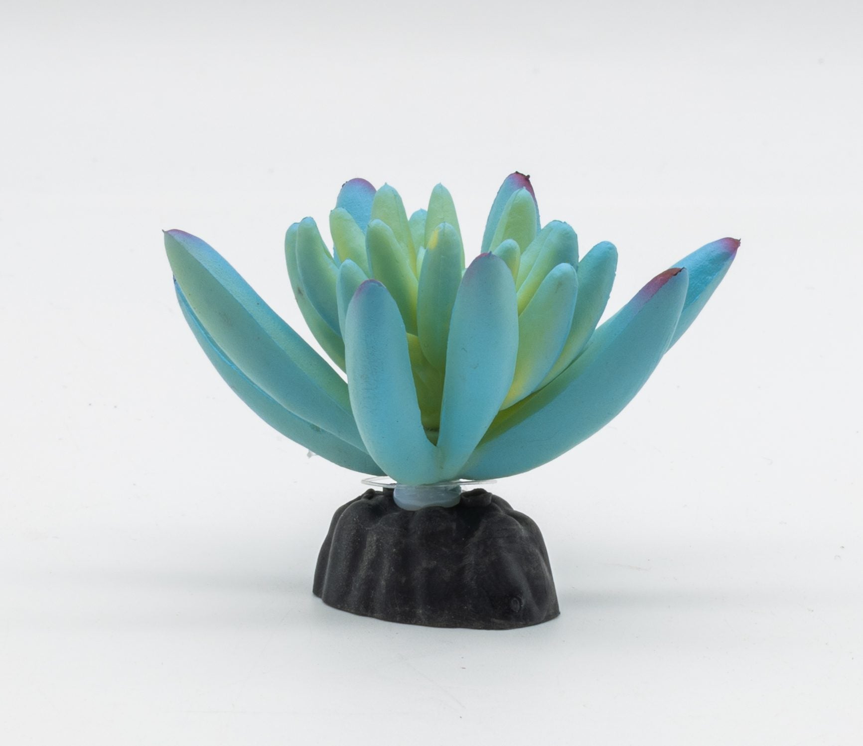 Sedum Plant Blue 10cm